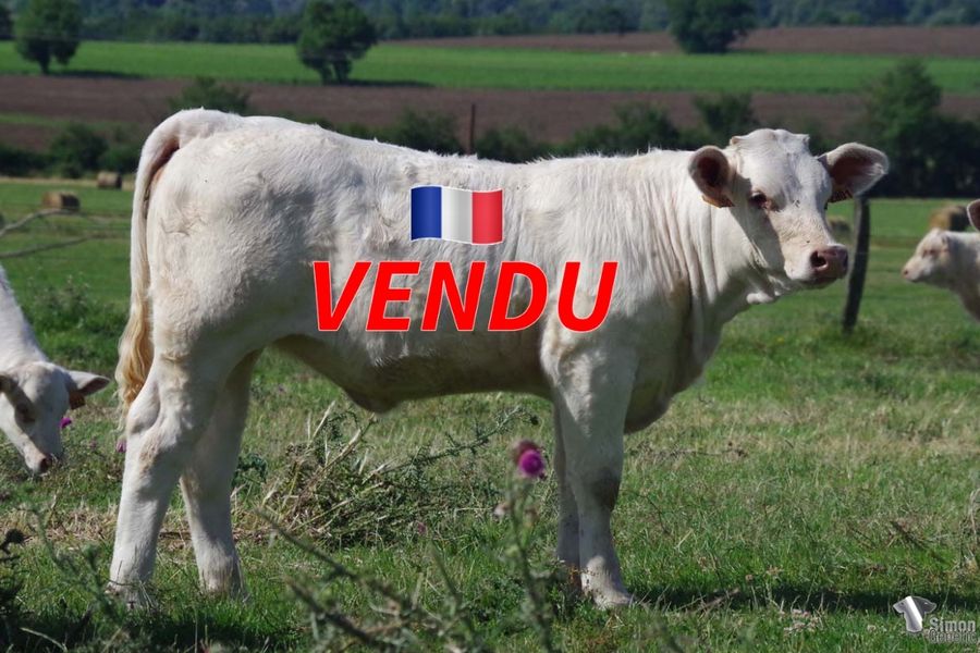 <b style="color:#FF0000">VENDU à l’Earl MENIERE Frédéric
(70 - France)</b><br />
<b>TAHITI</b><br />Née le : 31/12/2021<br /><b>"Un pedrigee solide pour cette très grande femelle pas précoce dont la mère NOIRMOUTIER à l'avantage d'être une fille de notre précieux ELLINGTON. Elle est issue d'une lignée aux qualités laitières exceptionnelles."</b><br /><img src="https://www.simongenetic.com/wp-content/uploads/2021/01/icon-pdf.png" /> <a class="img-wrap-spe" href="https://www.simongenetic.com/wp-content/uploads/2022/07/tahitides.pdf" target="_blank" rel="noopener">Pédigrée ici</a><br /><img src="https://www.simongenetic.com/wp-content/uploads/2021/02/icon-call.png" /> <a class="img-wrap-spe" href="https://www.simongenetic.com/contact?subject=tahiti-dessauny" target="_blank" rel="noopener">Je veux être contacté par Simon Genetic</a><br />