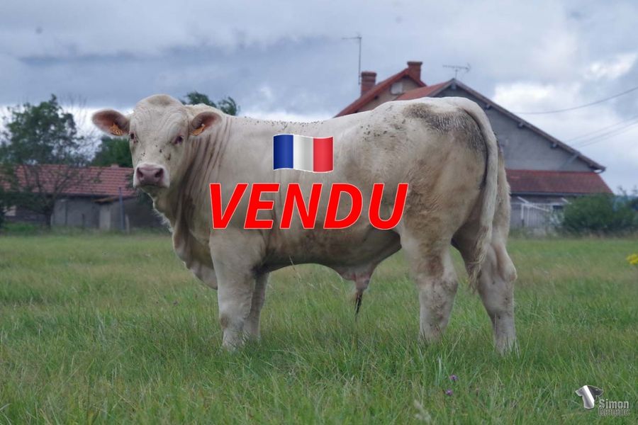 <b style="color:#FF0000">VENDU à M. GRANDIDIER (57 - France)</b><br /><b>TAHITIEN</b><br />Né le : 20/09/2021<br /><b>"Un futur taureau à génisses doté d'un bel équilibre général et issu d'un fort cumul de qualités d'élevage !"</b><br />"A well-balanced future bull for heifers with excellent maternal qualities!"<br /><i>"Un futuro toro para novillas bien equilibrado y con excelentes cualidades de raza!"</i><br /><i>"Un futuro toro da manze ben equilibrato e con all'origine ottime qualità di razza!"</i><br /><img src="https://www.simongenetic.com/wp-content/uploads/2021/01/icon-pdf.png" /> <a class="img-wrap-spe" href="https://www.simongenetic.com/wp-content/uploads/2022/07/tahitienmarg.pdf" target="_blank" rel="noopener">Pédigrée ici</a><br /><img src="https://www.simongenetic.com/wp-content/uploads/2021/02/icon-call.png" /> <a class="img-wrap-spe" href="https://www.simongenetic.com/contact?subj-obj=tahitien-margotton" target="_blank" rel="noopener">Je veux être contacté par Simon Genetic</a><br />