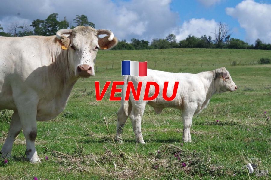 <b style="color:#FF0000">VENDU à l’Earl MENIERE Frédéric
(70 - France)</b><br />
<b>TAISEUSE</b><br />Née le : 08/03/2022<br /><b>"Elle devrait faire une vache ! Consultez la fiche de GALÉJADE, et allez voir sur YouTube "élevage Bernard Dessauny" sa grand-mère BERGAMOTTE. La synthèse vous appartient."</b><br /><img src="https://www.simongenetic.com/wp-content/uploads/2021/01/icon-pdf.png" /> <a class="img-wrap-spe" href="https://www.simongenetic.com/wp-content/uploads/2022/07/taiseusedes.pdf" target="_blank" rel="noopener">Pédigrée ici</a><br /><img src="https://www.simongenetic.com/wp-content/uploads/2021/02/icon-call.png" /> <a class="img-wrap-spe" href="https://www.simongenetic.com/contact?subject=taiseuse-dessauny" target="_blank" rel="noopener">Je veux être contacté par Simon Genetic</a><br />