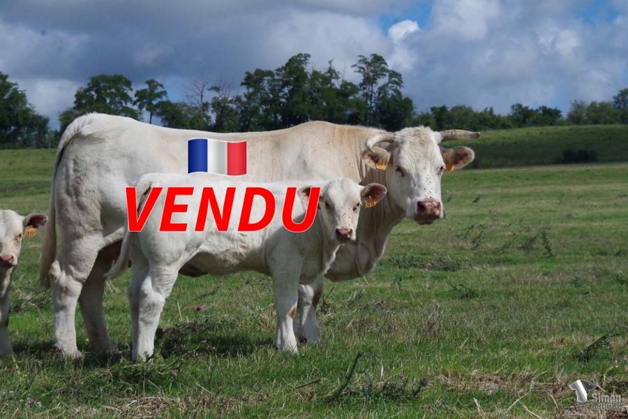 <b style="color:#FF0000">VENDU à l’Earl MENIERE Frédéric
(70 - France)</b><br />
<b>TALALAIKA</b><br />Née le : 05/03/2022<br /><b>"Descendante en ligne directe de la grande donneuse d'embryons TROÏKA, c'est une fille de PUERTOBELO ce qui ne gâche rien ( voir cowllection 2022 PUERTOBELO, TODOBELO et IBIZA)."</b><br /><img src="https://www.simongenetic.com/wp-content/uploads/2021/01/icon-pdf.png" /> <a class="img-wrap-spe" href="https://www.simongenetic.com/wp-content/uploads/2022/07/talalaikades.pdf" target="_blank" rel="noopener">Pédigrée ici</a><br /><img src="https://www.simongenetic.com/wp-content/uploads/2021/02/icon-call.png" /> <a class="img-wrap-spe" href="https://www.simongenetic.com/contact?subject=talalaika-dessauny" target="_blank" rel="noopener">Je veux être contacté par Simon Genetic</a><br />