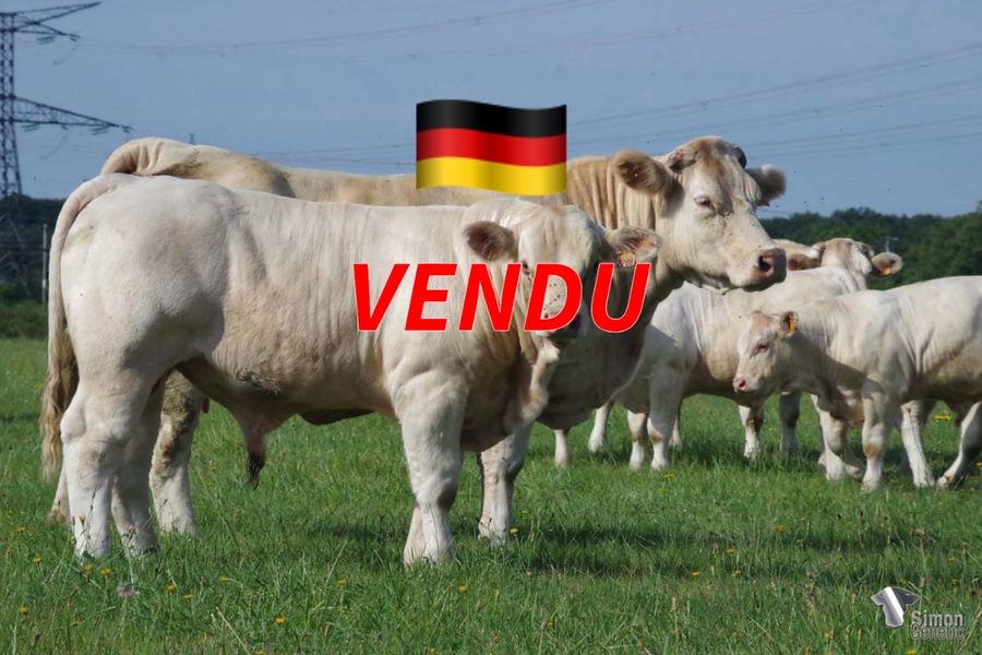 <b style="color:#FF0000">VENDU en Allemagne</b><br /><b>TALISMAN</b><br />Né le : 11/11/2021<br /><b>"Un gros sans-cornes avec une mère qui n'en est pas à son premier produit reproducteur !"</b><br />"A big polled animal whose mother already gave birth to nice reproductive products!"<br /><i>"¡Un gran sin cuernos con una madre que no está en su primer producto reproductivo!"</i><br /><img src="https://www.simongenetic.com/wp-content/uploads/2021/01/icon-pdf.png" /> <a class="img-wrap-spe" href="https://www.simongenetic.com/wp-content/uploads/2022/07/talismanmon.pdf" target="_blank" rel="noopener">Pédigrée ici</a><br /><img src="https://www.simongenetic.com/wp-content/uploads/2021/02/icon-call.png" /> <a class="img-wrap-spe" href="https://www.simongenetic.com/contact?subj-obj=fidowllection2022-talismanmon" target="_blank" rel="noopener">Je veux être contacté par Simon Genetic</a><br />