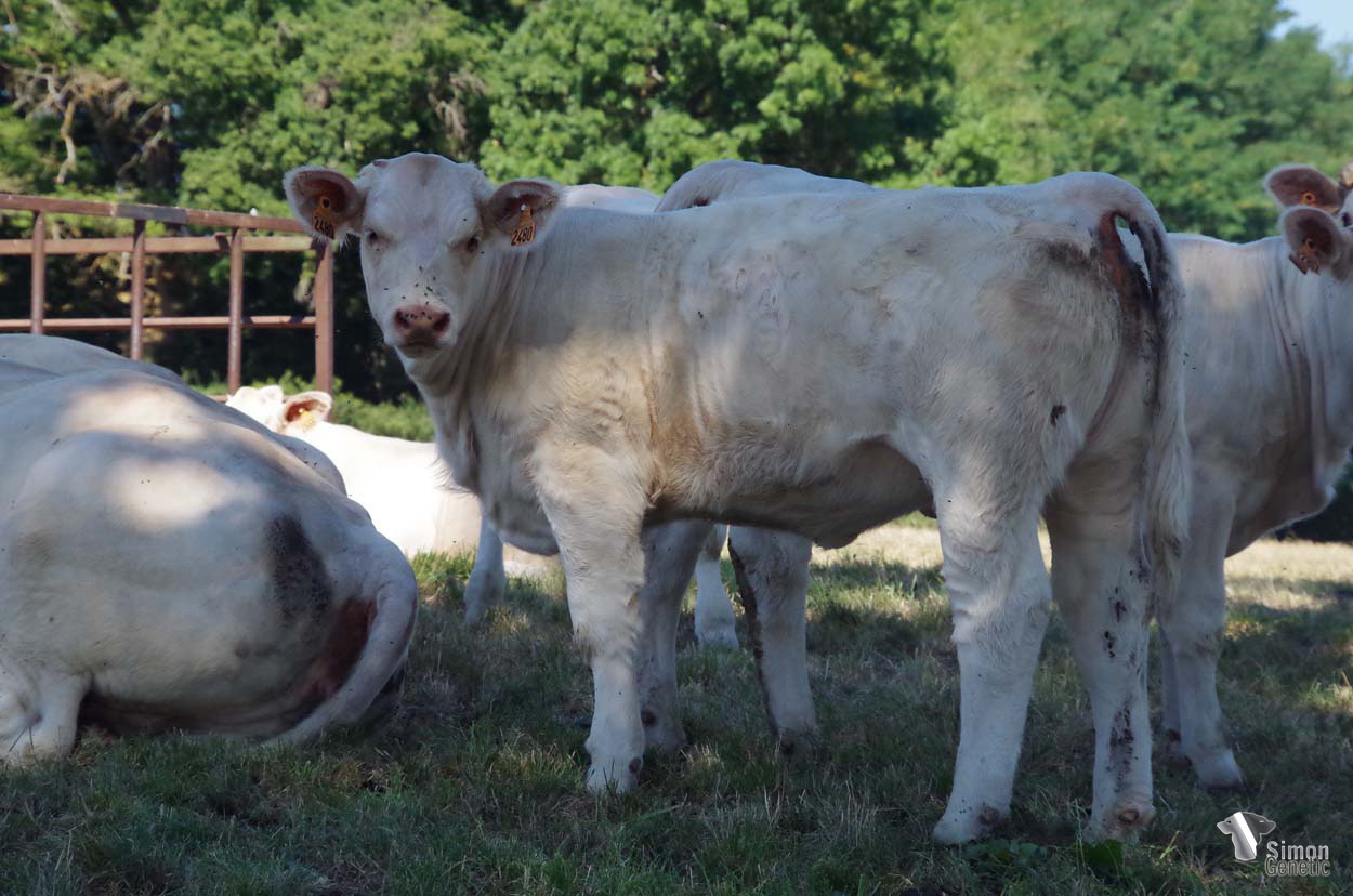 <b>TAMARA</b><br />Née le : 25/01/2022<br /><b>"Pleine-soeur de TAILA, cette jeune génisse massive présente une très jolie coupe !"</b><br />"TAILA full sister, a massive heifer with a beautiful shape!"<br /><i>"¡Una ternera imponente, llena hermana de TAILA, que tiene muy bonitas formas!"</i><br />"Una vitella imponente, sorella piena di TAILA, che presenta belle forme!"<br /><img src="https://www.simongenetic.com/wp-content/uploads/2021/01/icon-pdf.png" /> <a class="img-wrap-spe" href="https://www.simongenetic.com/wp-content/uploads/2022/08/tamarastar.pdf" target="_blank" rel="noopener">Pédigrée ici</a><br /><img src="https://www.simongenetic.com/wp-content/uploads/2021/02/icon-call.png" /> <a class="img-wrap-spe" href="https://www.simongenetic.com/contact?subject=TAMARA-GAEC STAR 2000" target="_blank" rel="noopener">Je veux être contacté par Simon Genetic</a><br />