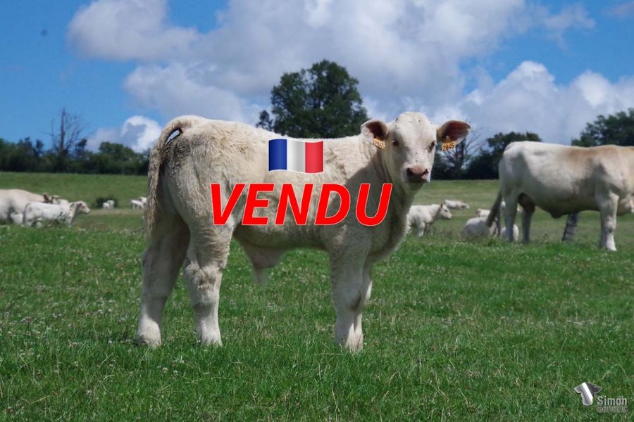 <b style="color:#FF0000">VENDU à GAEC BESSON (58 - France)</b><br /><b>TAMERLAN</b><br />Née le : 14/4/2022<br /><b>"Né le 14 avril. La valeur n'attend pas le nombre des années. Très representatif des dix jeunes veaux de NAPOLÉO. Sa mère fille d'IMPORTANT (Dérimay) est une petite fille d'ELLINGTON. ISLAMABAD a produit PAKISTAN bon raceur de chez JM. Brosset (85)."</b><br /><img src="https://www.simongenetic.com/wp-content/uploads/2021/01/icon-pdf.png" /> <a class="img-wrap-spe" href="https://www.simongenetic.com/wp-content/uploads/2022/07/tamerlandes.pdf" target="_blank" rel="noopener">Pédigrée ici</a><br /><img src="https://www.simongenetic.com/wp-content/uploads/2021/02/icon-call.png" /> <a class="img-wrap-spe" href="https://www.simongenetic.com/contact?subject=tamerlan-dessauny" target="_blank" rel="noopener">Je veux être contacté par Simon Genetic</a><br />