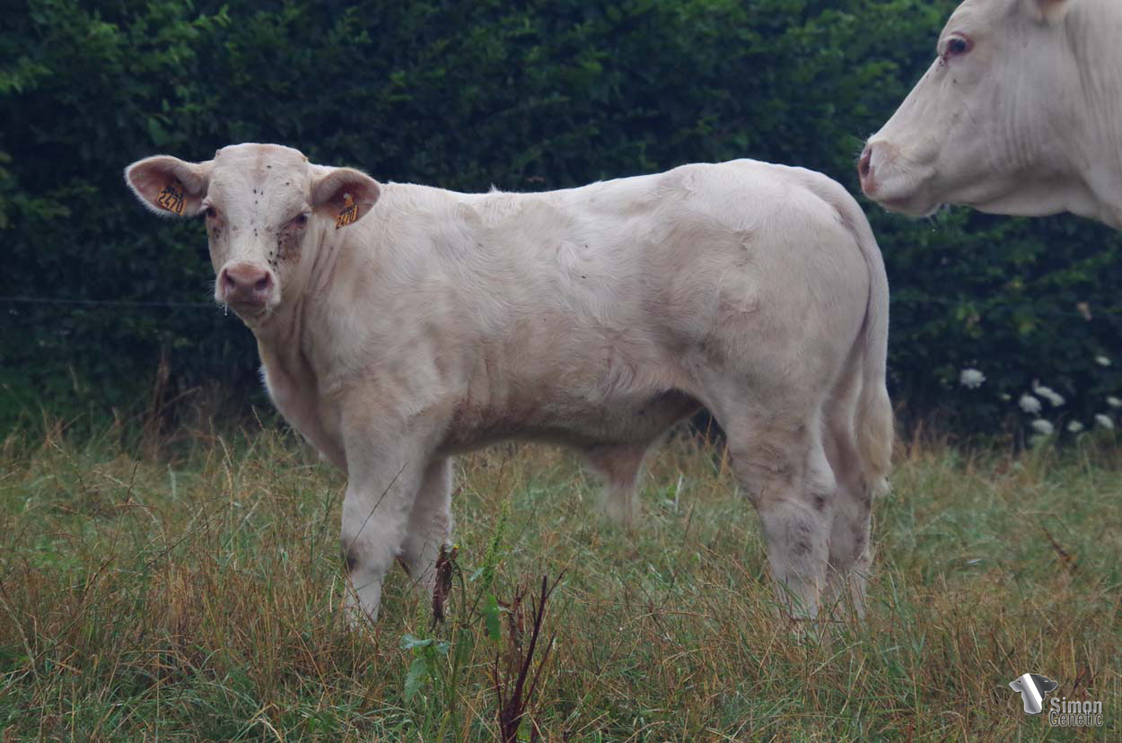 <b>TANGARA</b><br />Né le : 07/04/2022<br /><b>"Un tout jeune veau issu d'une vieille vache confirmée dans le troupeau avec le très confirmé NAPOLITAIN !"</b><br />"A calf that comes from a proven cow and the very famous NAPOLITAN!"<br /><i>"¡Un ternero hijo de una vieja vaca con cualidades confirmadas y del ampliamente confirmado NAPOLITAN!"</i><br />"Un vitello figlio di una vacca dalle indiscutibili qualità e dal giustamente famoso NAPOLITAN!"<br /><img src="https://www.simongenetic.com/wp-content/uploads/2021/01/icon-pdf.png" /> <a class="img-wrap-spe" href="https://www.simongenetic.com/wp-content/uploads/2022/08/tangaradeb.pdf" target="_blank" rel="noopener">Pédigrée ici</a><br /><img src="https://www.simongenetic.com/wp-content/uploads/2021/02/icon-call.png" /> <a class="img-wrap-spe" href="https://www.simongenetic.com/contact?subject=TANGARA-deboux" target="_blank" rel="noopener">Je veux être contacté par Simon Genetic</a><br />