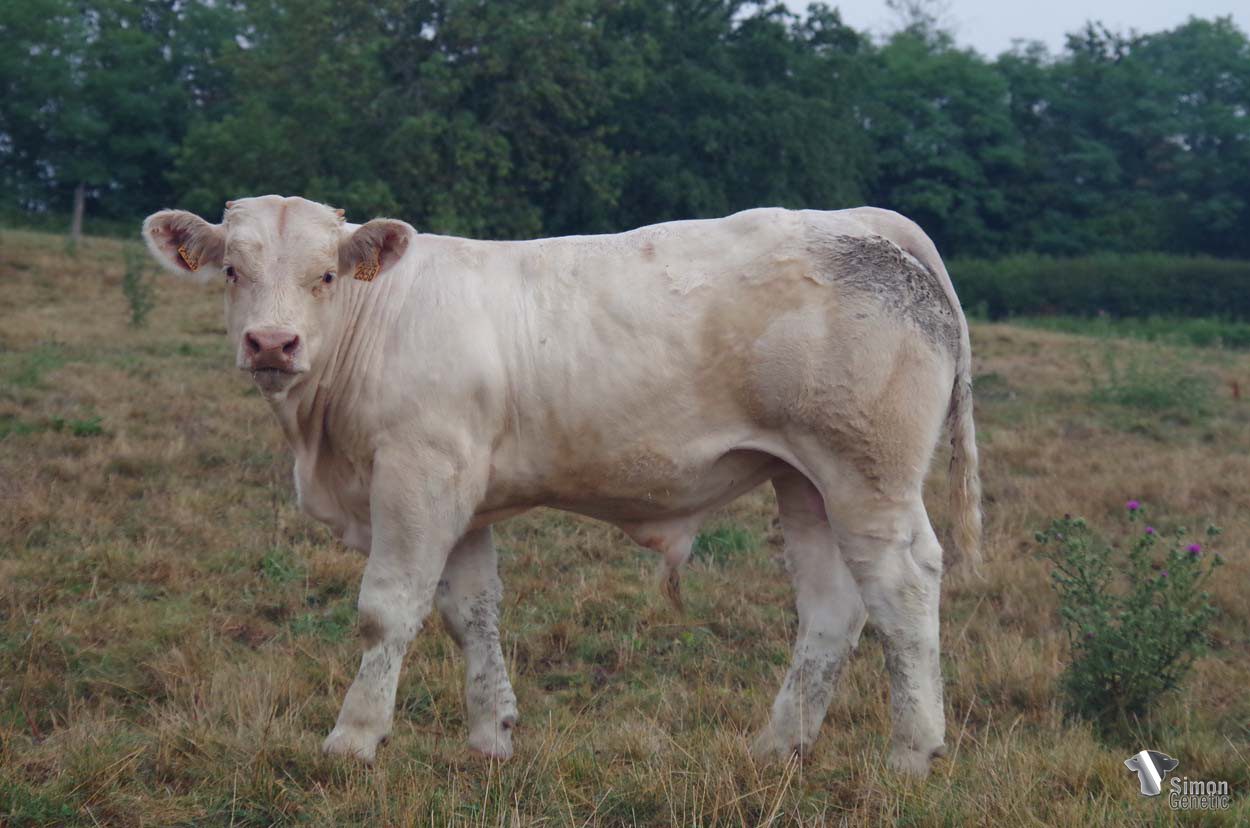 <b>TANGUY</b><br />Né le : 29/01/2022<br /><b>"Un veau complet et racé issu d'un cumul de très grandes lignées: MASTERCHEF, DAKAR, HATENON..."</b><br />"A complete calf full of breed characters from a combination of excellent bloodlines: MASTERCHEF, DAKAR, HATENON...!"<br /><i>"¡Un ternero completo que proviene de una combinación de excelentes linajes: MASTERCHEF, DAKAR, HATENON...!"</i><br />"Un vitello completo e razzato proveniente da una combinazione di eccellenti linee di sangue: MASTERCHEF, DAKAR, HATENON...!"<br /><img src="https://www.simongenetic.com/wp-content/uploads/2021/01/icon-pdf.png" /> <a class="img-wrap-spe" href="https://www.simongenetic.com/wp-content/uploads/2022/08/tanguydeb.pdf" target="_blank" rel="noopener">Pédigrée ici</a><br /><img src="https://www.simongenetic.com/wp-content/uploads/2021/02/icon-call.png" /> <a class="img-wrap-spe" href="https://www.simongenetic.com/contact?subject=TANGUY-deboux" target="_blank" rel="noopener">Je veux être contacté par Simon Genetic</a><br />