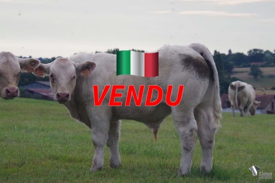 <b style="color:#FF0000">VENDU en Italie</b><br /><b>TARANTINO</b><br />Né le : 6/2/2022<br /><b>"Pas le plus gros mais très massif et bien fait dans l'arrière-main : un joli sans-cornes ! (filiation en cours)"</b><br />"Not the biggest but he is very massive and well-built in his backend: a very nice polled one! (filiation in progress)"<br /><i>"No es el más grande, pero sí que es muy masivo y bien hecho en su parte trasera: ¡un bonito sin cuernos! (filiación en curso)"</i><br /><img src="https://www.simongenetic.com/wp-content/uploads/2021/01/icon-pdf.png" /> <a class="img-wrap-spe" href="https://www.simongenetic.com/wp-content/uploads/2022/07/tarantinomon.pdf" target="_blank" rel="noopener">Pédigrée ici</a><br /><img src="https://www.simongenetic.com/wp-content/uploads/2021/02/icon-call.png" /> <a class="img-wrap-spe" href="https://www.simongenetic.com/contact?subj-obj=fidowllection2022-tarantinomon" target="_blank" rel="noopener">Je veux être contacté par Simon Genetic</a><br />