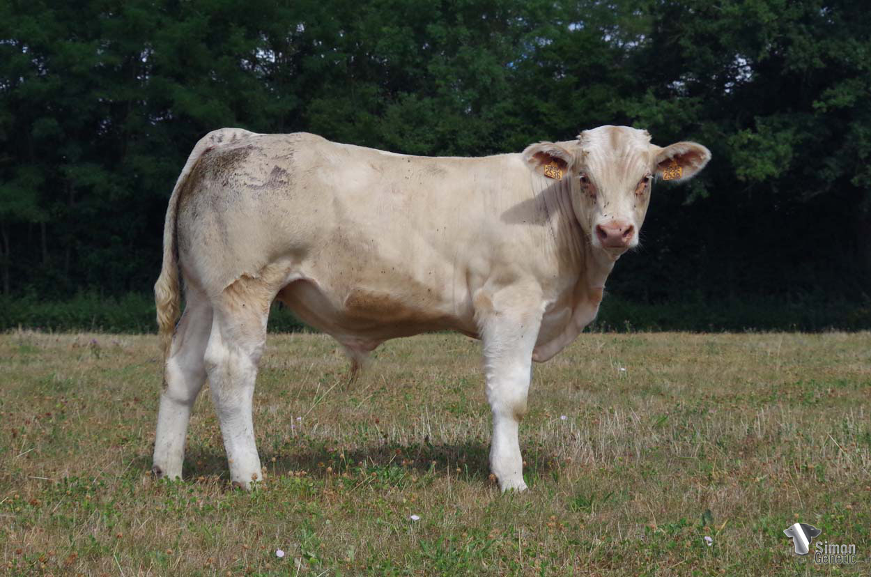 <b>TARIF</b><br />Né le : 08/02/2022<br /><b>"Un veau né facilement et très bien conformé issu du très bon OKAPI !"</b><br />"A very well-conformed OKAPI son born in very easy conditions!"<br /><i>"¡Un ternero bien nacido y con mucha conformación, hijo del excelente OKAPI!"</i><br />"Un vitello nato facilmente e molto ben conformato, figlio dell’ottimo OKAPI!"<br /><img src="https://www.simongenetic.com/wp-content/uploads/2021/01/icon-pdf.png" /> <a class="img-wrap-spe" href="https://www.simongenetic.com/wp-content/uploads/2022/08/tarifdeb.pdf" target="_blank" rel="noopener">Pédigrée ici</a><br /><img src="https://www.simongenetic.com/wp-content/uploads/2021/02/icon-call.png" /> <a class="img-wrap-spe" href="https://www.simongenetic.com/contact?subject=TARIF-deboux" target="_blank" rel="noopener">Je veux être contacté par Simon Genetic</a><br />