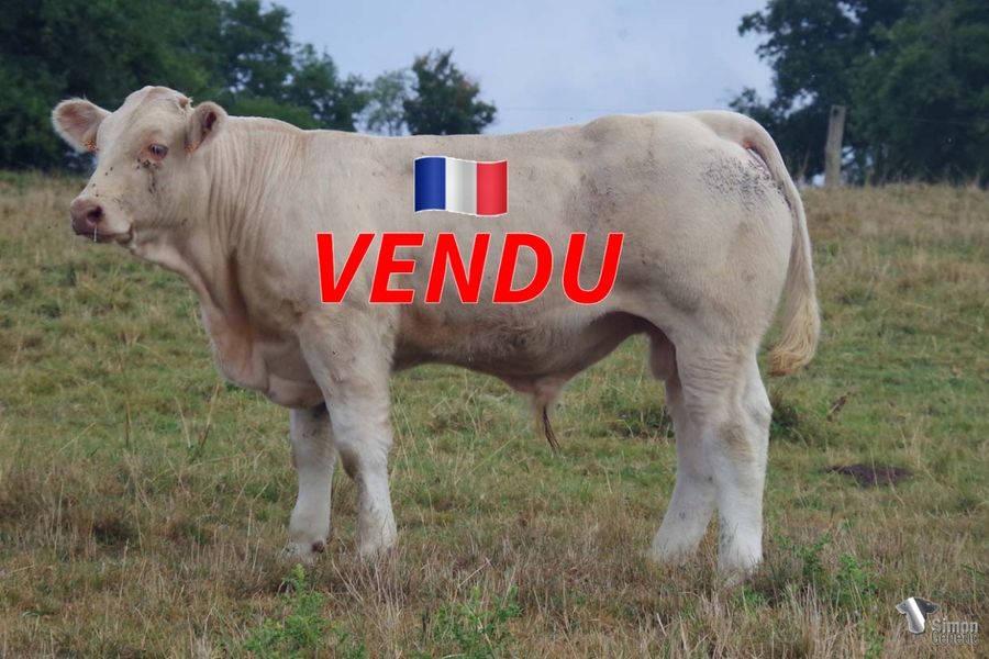 <b style="color:#FF0000">VENDU à M. GREAU Fabien (85 - France)</b><br /><b>TARN</b><br />Né le : 04/01/2022<br /><b>"Un joli veau mixte viande puissant et prometteur qui descend d'un croisement très pertinent : OKAPI sur VICE-ROI !"</b><br />"A beautiful, powerful and promising beefy calf from an interesting cross: OKAPI on VICE-ROI!"<br /><i>"¡Un hermoso, potente y prometedor ternero tipo mixto carne que proviene de un cruce muy interesante: ¡OKAPI en VICE-ROI!"</i><br />"Un bel vitello misto carne potente e promettente che proviene da un interessante incrocio: OKAPI su VICE-ROI!"<br /><img src="https://www.simongenetic.com/wp-content/uploads/2021/01/icon-pdf.png" /> <a class="img-wrap-spe" href="https://www.simongenetic.com/wp-content/uploads/2022/08/tarndeb.pdf" target="_blank" rel="noopener">Pédigrée ici</a><br /><img src="https://www.simongenetic.com/wp-content/uploads/2021/02/icon-call.png" /> <a class="img-wrap-spe" href="https://www.simongenetic.com/contact?subject=TARN-deboux" target="_blank" rel="noopener">Je veux être contacté par Simon Genetic</a><br />