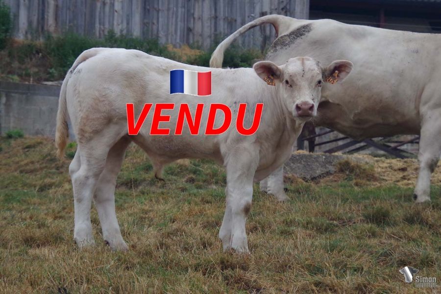 <b style="color:#FF0000">VENDU au GAEC MARECHAL (71 - France)</b><br /><b>TARTENPION</b><br />Né le : 28/03/2022<br /><b>"Un très jeune veau prometteur issu d'un pédigrée très sympa !"</b><br />"A beautiful and promising calf with an impressive pedigree!"<br /><i>"¡Un hermoso ternero con mucho futuro y un pedigrí muy atractivo!"</i><br />"Un bel vitello con tanto futuro e con un pedigree accattivante!"<br /><img src="https://www.simongenetic.com/wp-content/uploads/2021/01/icon-pdf.png" /> <a class="img-wrap-spe" href="https://www.simongenetic.com/wp-content/uploads/2022/08/tartenpiondeb.pdf" target="_blank" rel="noopener">Pédigrée ici</a><br /><img src="https://www.simongenetic.com/wp-content/uploads/2021/02/icon-call.png" /> <a class="img-wrap-spe" href="https://www.simongenetic.com/contact?subject=TARTENPION-deboux" target="_blank" rel="noopener">Je veux être contacté par Simon Genetic</a><br />