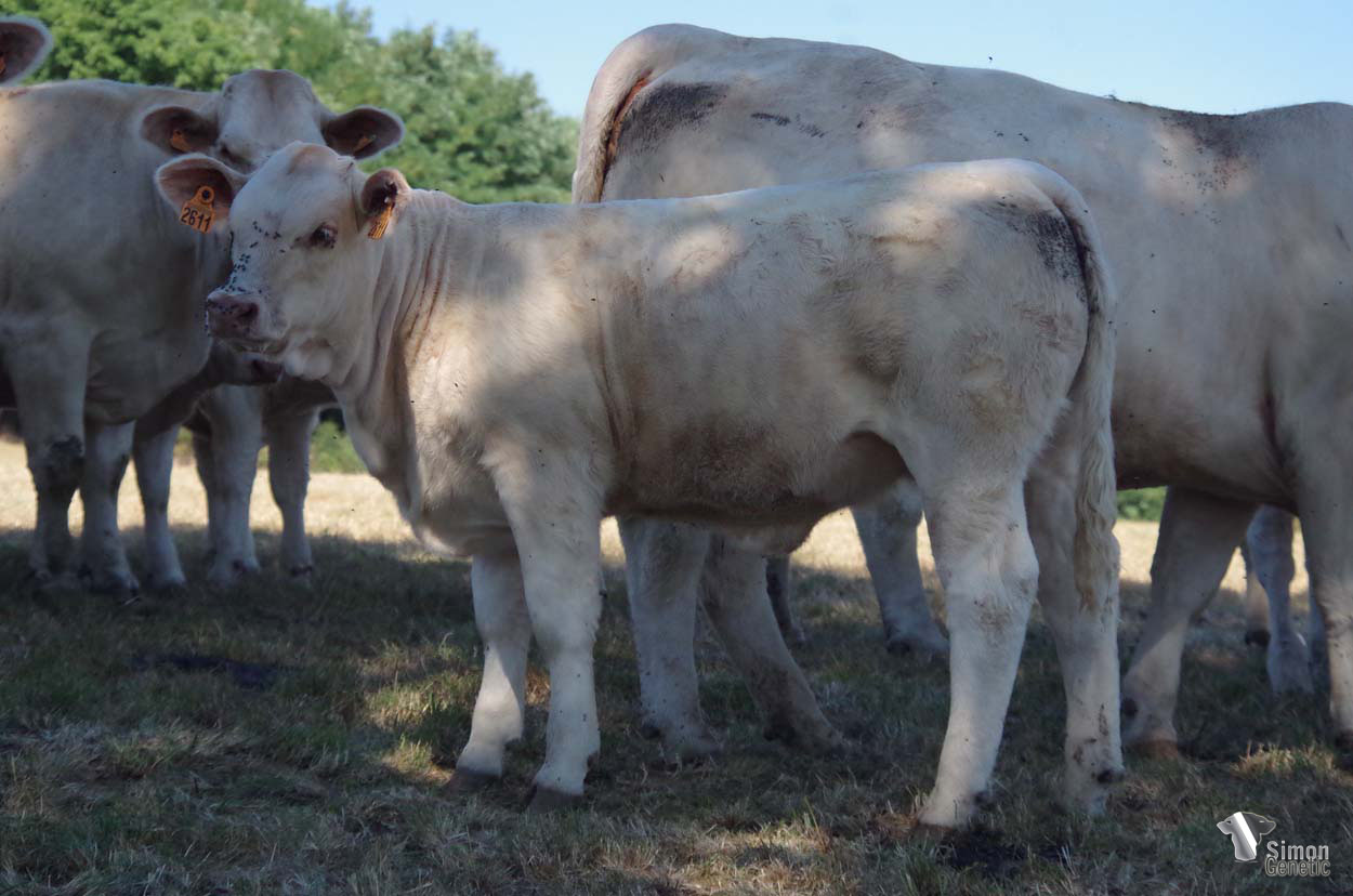 <b>TASA</b><br />Née le : 27/02/2022<br /><b>"Une jolie génisse d'élevage avec beaucoup de chic : une descendante de la lignée DEBORAH !"</b><br />"A very stylish heifer: a descendant of the DEBORAH bloodline!"<br /><i>"¡Una novilla muy chic: ¡una descendiente del linaje de DEBORAH!"</i><br />"Una bella manzetta molto chic: una discendente della linea DEBORAH!"<br /><img src="https://www.simongenetic.com/wp-content/uploads/2021/01/icon-pdf.png" /> <a class="img-wrap-spe" href="https://www.simongenetic.com/wp-content/uploads/2022/08/tasastar.pdf" target="_blank" rel="noopener">Pédigrée ici</a><br /><img src="https://www.simongenetic.com/wp-content/uploads/2021/02/icon-call.png" /> <a class="img-wrap-spe" href="https://www.simongenetic.com/contact?subject=TASA-GAEC STAR 2000" target="_blank" rel="noopener">Je veux être contacté par Simon Genetic</a><br />
