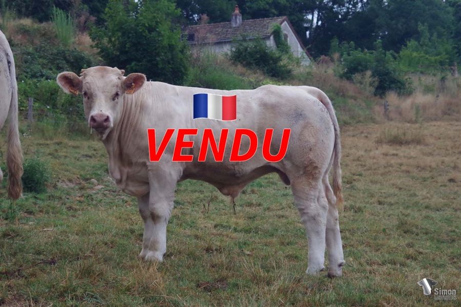 <b style="color:#FF0000">VENDU à M. PROST Frédéric (71 - France)</b><br /><b>TATAKI</b><br />Né le : 13/01/2022<br /><b>"Un petit fils de DELPHINE avec une lignée maternelle pertinente hautement qualifiée RR4S !"</b><br />"A DELPHINE grandson with an interesting and top-qualified RR4S maternal bloodline!"<br /><i>"¡Un nieto de DELPHINE con una interesante línea materna calificada RR4S!"</i><br />"Un nipote di DELPHINE con una linea materna interessante e super qualificata RR4S!"<br /><img src="https://www.simongenetic.com/wp-content/uploads/2021/01/icon-pdf.png" /> <a class="img-wrap-spe" href="https://www.simongenetic.com/wp-content/uploads/2022/08/tatakideb.pdf" target="_blank" rel="noopener">Pédigrée ici</a><br /><img src="https://www.simongenetic.com/wp-content/uploads/2021/02/icon-call.png" /> <a class="img-wrap-spe" href="https://www.simongenetic.com/contact?subject=TATAKI-deboux" target="_blank" rel="noopener">Je veux être contacté par Simon Genetic</a><br />