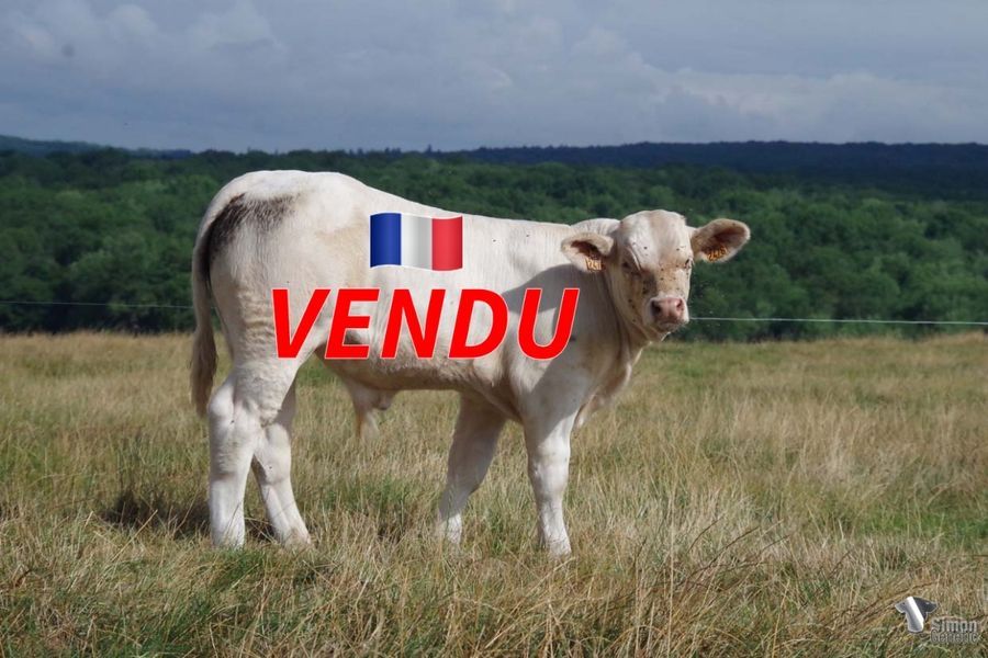 <b style="color:#FF0000">VENDU au GAEC CHARETIER (58 - France)
</b><br />
<b>TAXOU</b><br />Né le : 25/03/2022<br /><b>"Un tout jeune PAGNOL bourré de race avec de très belles lignes !"</b><br />"A nice and very young PAGNOL son full of breed characters with very nice lines!"<br /><i>"¡El joven y guapo hijo de PAGNOL con mucha raza y con hermosas lineas!"</i><br />"Il bel giovane figlio di PAGNOL pieno di qualità di razza e con delle belle forme!"<br /><img src="https://www.simongenetic.com/wp-content/uploads/2021/01/icon-pdf.png" /> <a class="img-wrap-spe" href="https://www.simongenetic.com/wp-content/uploads/2022/08/taxoudeb.pdf" target="_blank" rel="noopener">Pédigrée ici</a><br /><img src="https://www.simongenetic.com/wp-content/uploads/2021/02/icon-call.png" /> <a class="img-wrap-spe" href="https://www.simongenetic.com/contact?subject=TAXOU-deboux" target="_blank" rel="noopener">Je veux être contacté par Simon Genetic</a><br />