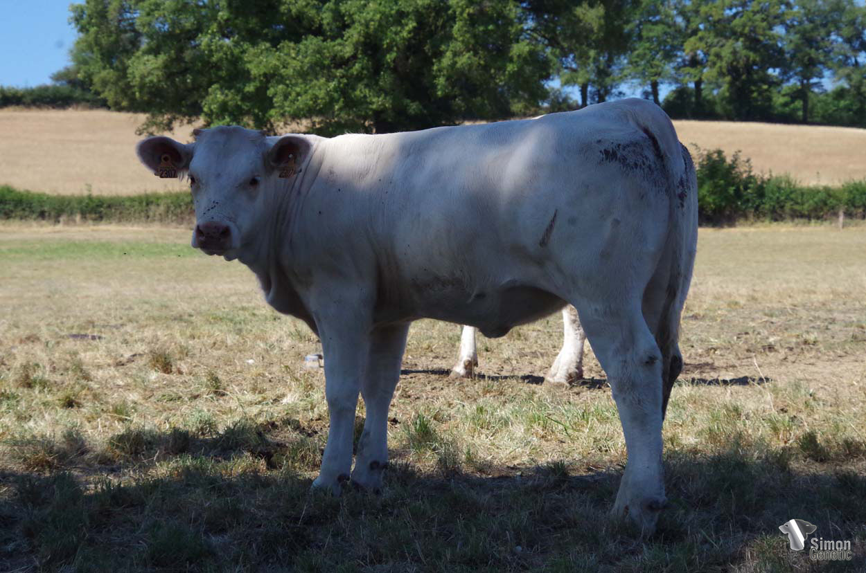 <b>TAYA</b><br />Née le : 09/12/2021<br /><b>"Une super tenue avec de la pousse pour cette belle génisse d'élevage !"</b><br />"A beautiful, well-established heifer with a lot of growth potential!"<br /><i>"¡Una novilla hermosa, bien equipada y con gran capacidad de crecimiento!"</i><br />"Una bella vitella ben corredata con grande capacità di crescita!"<br /><img src="https://www.simongenetic.com/wp-content/uploads/2021/01/icon-pdf.png" /> <a class="img-wrap-spe" href="https://www.simongenetic.com/wp-content/uploads/2022/08/tayastar.pdf" target="_blank" rel="noopener">Pédigrée ici</a><br /><img src="https://www.simongenetic.com/wp-content/uploads/2021/02/icon-call.png" /> <a class="img-wrap-spe" href="https://www.simongenetic.com/contact?subject=TAYA-GAEC STAR 2000" target="_blank" rel="noopener">Je veux être contacté par Simon Genetic</a><br />