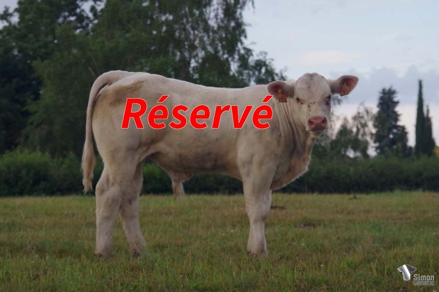 <b style="color:#FF0000">RESERVE Vente de Charolles</b><br /><b>TEMPLIER</b><br />Né le : 11/3/2022<br /><b>"Un jeune mâle très sympa, sans-cornes et plein de classe issu d'une souche laitière !"</b><br />"A very nice young polled male full of class that comes from a milky bloodline!"<br /><i>"¡Un macho joven muy bonito, sin cuernos y lleno de clase que proviene de un linaje con mucha leche!"</i><br /><img src="https://www.simongenetic.com/wp-content/uploads/2021/01/icon-pdf.png" /> <a class="img-wrap-spe" href="https://www.simongenetic.com/wp-content/uploads/2022/07/templiermon.pdf" target="_blank" rel="noopener">Pédigrée ici</a><br /><img src="https://www.simongenetic.com/wp-content/uploads/2021/02/icon-call.png" /> <a class="img-wrap-spe" href="https://www.simongenetic.com/contact?subj-obj=fidowllection2022-templiermon" target="_blank" rel="noopener">Je veux être contacté par Simon Genetic</a><br /