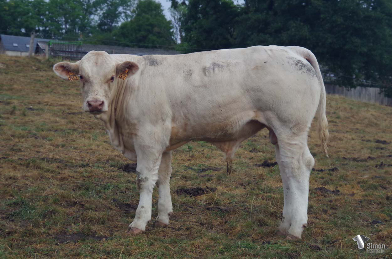 <b>TENOR</b><br />Né le : 28/12/2021<br /><b>"Un cumul de génétique sans-cornes, de qualités de race et de facilités de naissance !"</b><br />"An impressive genetic combination: polled, breed characters and calving ease!"<br /><i>"¡Una combinación genética impresionante: ¡gen sin cuernos, calidad de raza y facilidades de parto!"</i><br />"Un’impressionante combinazione genetica: gene senza corna, qualità di razza e facilità di nascita!"<br /><img src="https://www.simongenetic.com/wp-content/uploads/2021/01/icon-pdf.png" /> <a class="img-wrap-spe" href="https://www.simongenetic.com/wp-content/uploads/2022/08/tenordeb.pdf" target="_blank" rel="noopener">Pédigrée ici</a><br /><img src="https://www.simongenetic.com/wp-content/uploads/2021/02/icon-call.png" /> <a class="img-wrap-spe" href="https://www.simongenetic.com/contact?subject=TENOR-deboux" target="_blank" rel="noopener">Je veux être contacté par Simon Genetic</a><br />