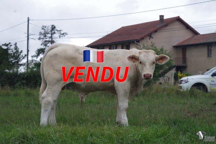 <b style="color:#FF0000">VENDU à M. LASSAUT Hervé (03 - France)</b><br /><b>TE VOILA</b><br />Né le : 12/12/2021<br /><b>"Un vrai coup de coeur pour la mère de TE VOILA qui présente de l'épaisseur et un bon compromis morphologique. Un père qui marque l'élevage MARGOTTON notamment du côté des femelles de renouvellement !"</b><br />"The mother of TE VOILA who is very thick and a nice morphological compromise is a real hit ! His father has left his mark on the MARGOTTON cattle breeding, particularly in females for renewal!"<br /><i>"Una agradable sorpresa para la madre de TE VOILA, que presenta profundidad y un buen compromiso morfológico. ¡Proviene de un padre que ha marcado la ganadería MARGOTTON, especialmente en las hembras para la renovación!"</i><br /><i>"Una bella sorpresa per la madre di TE VOILA che presenta spessore e un buon compromesso morfologico. Un padre che ha lasciato il segno nell'allevamento MARGOTTON, soprattutto nelle femmine da rimonta!"</i><br /><img src="https://www.simongenetic.com/wp-content/uploads/2021/01/icon-pdf.png" /> <a class="img-wrap-spe" href="https://www.simongenetic.com/wp-content/uploads/2022/07/te-voilamarg.pdf" target="_blank" rel="noopener">Pédigrée ici</a><br /><img src="https://www.simongenetic.com/wp-content/uploads/2021/02/icon-call.png" /> <a class="img-wrap-spe" href="https://www.simongenetic.com/contact?subj-obj=tevoila-margotton" target="_blank" rel="noopener">Je veux être contacté par Simon Genetic</a><br />