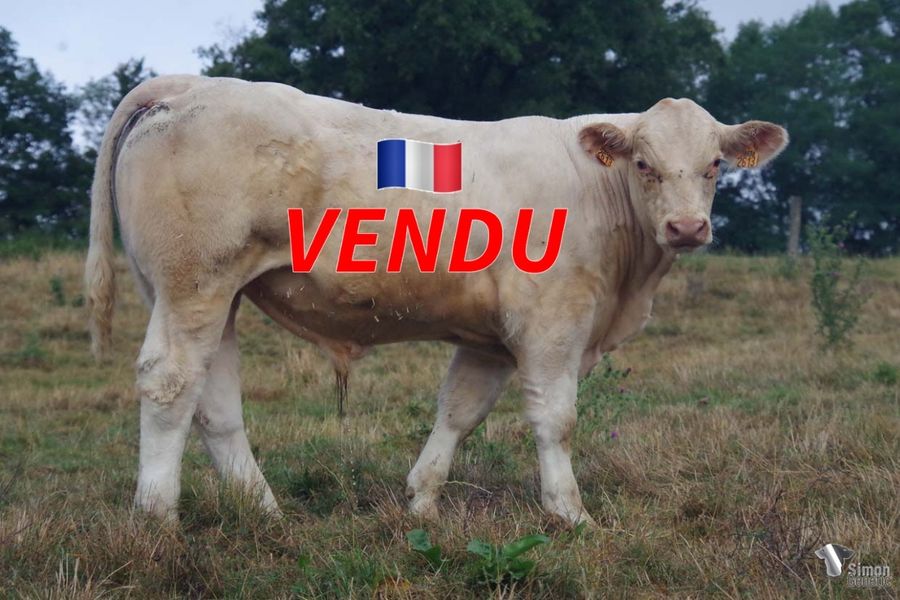 <b style="color:#FF0000">VENDU au GAEC DE BUSSY (58 - France)</b><br /><b>THEO</b><br />Né le : 05/01/2022<br /><b>"Un NIAGARA SC direct sur la très puissante lignée BIANCA avec HATENON !"</b><br />"A NIAGARA SC direct son from a very powerful BIANCA on HATENON bloodline!"<br /><i>"¡Un hijo directo de NIAGARA SC en un potente linaje BIANCA con HATENON!"</i><br />"Un figlio diretto di NIAGARA SC su una potente linea di sangue BIANCA con HATENON!"<br /><img src="https://www.simongenetic.com/wp-content/uploads/2021/01/icon-pdf.png" /> <a class="img-wrap-spe" href="https://www.simongenetic.com/wp-content/uploads/2022/08/theodeb.pdf" target="_blank" rel="noopener">Pédigrée ici</a><br /><img src="https://www.simongenetic.com/wp-content/uploads/2021/02/icon-call.png" /> <a class="img-wrap-spe" href="https://www.simongenetic.com/contact?subject=THEO-deboux" target="_blank" rel="noopener">Je veux être contacté par Simon Genetic</a><br />