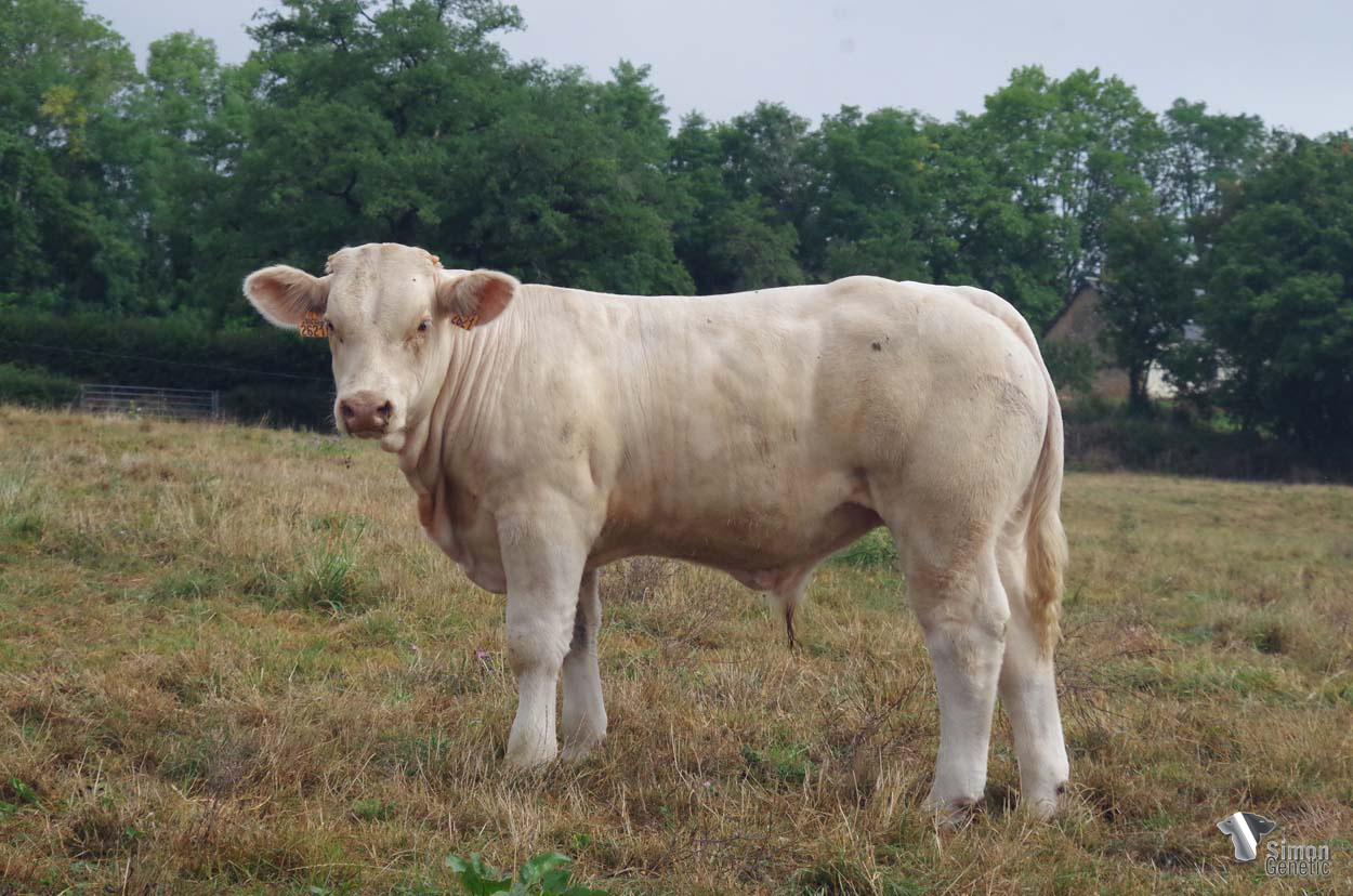 <b>THEONE</b><br />Né le : 05/01/2022<br /><b>"Encore un PRESIDENT avec une belle arrière-main et du dos !"</b><br />"Another PRESIDENT son perfect in the topline with a very nice hindquarter!"<br /><i>"¡Un otro hijo de PRESIDENT con una muy buena línea dorso-lumbar!"</i><br />"Un altro bel figlio di PRESIDENT con una linea dorso lombare perfetta!"<br /><img src="https://www.simongenetic.com/wp-content/uploads/2021/01/icon-pdf.png" /> <a class="img-wrap-spe" href="https://www.simongenetic.com/wp-content/uploads/2022/08/theonedeb.pdf" target="_blank" rel="noopener">Pédigrée ici</a><br /><img src="https://www.simongenetic.com/wp-content/uploads/2021/02/icon-call.png" /> <a class="img-wrap-spe" href="https://www.simongenetic.com/contact?subject=THEONE-deboux" target="_blank" rel="noopener">Je veux être contacté par Simon Genetic</a><br />