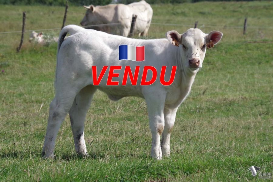 <b style="color:#FF0000">VENDU à l’Earl MENIERE Frédéric
(70 - France)</b><br />
<b>THEORIE</b><br />Née le : 28/3/2022<br /><b>"En ligne directe de DIPLOMÉE qui a produit: GENTLEMAN ( SCEA Jubert), HIGH SCHOOL ( Maes 72/ Anne Dessauny 18), JAZZMAN (J.Soulat 18), LYCÉEN (Thibault 21), NAUTUCKET (charolais Evolution 71, 28 000€), OPENHEIMER (Scharff 57/ Czerewko 71). Provincial utilisé sur les génisses donne des animaux longilignes à grand développement."</b><br /><img src="https://www.simongenetic.com/wp-content/uploads/2021/01/icon-pdf.png" /> <a class="img-wrap-spe" href="https://www.simongenetic.com/wp-content/uploads/2022/07/theoriedes.pdf" target="_blank" rel="noopener">Pédigrée ici</a><br /><img src="https://www.simongenetic.com/wp-content/uploads/2021/02/icon-call.png" /> <a class="img-wrap-spe" href="https://www.simongenetic.com/contact?subject=theorie-dessauny" target="_blank" rel="noopener">Je veux être contacté par Simon Genetic</a><br />