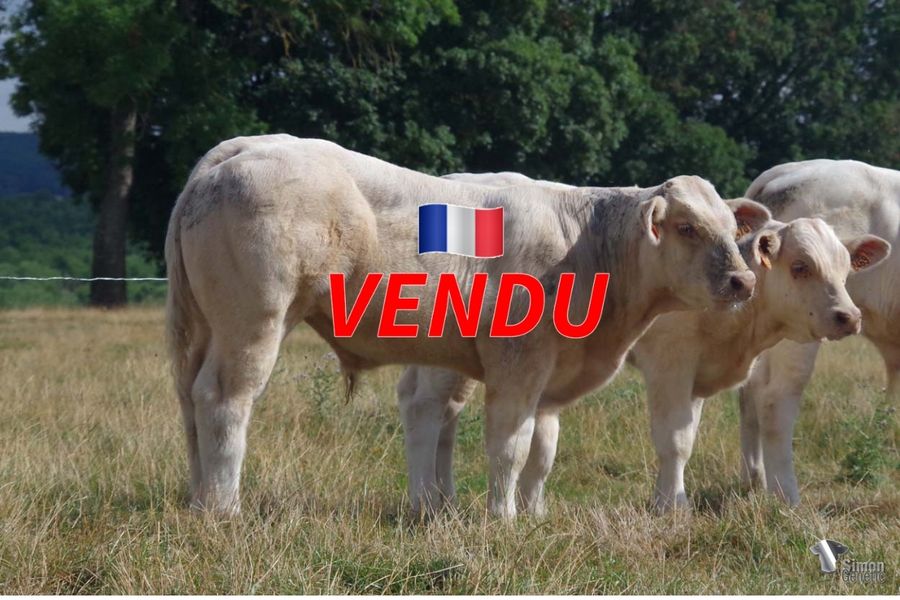 <b style="color:#FF0000">VENDU à M. MONTCHARMONT Rémi (58 - France)
</b><br />
<b>TIAGO</b><br />Né le : 22/03/2022<br /><b>"Une très belle conformation à l'image de son père PRESIDENT avec en plus la même lignée mère que NATIVA à nouveau !"</b><br />"The same muscular developement than his sire PRESIDENT and the same maternal bloodline as NATIVA!"<br /><i>"¡Un ternero hijo de PRESIDENT que tiene la misma hermosa conformación y la misma línea materna de NATIVA!"</i><br />"Un vitello con la bella conformazione di suo padre PRESIDENT ed in più la stessa linea materna di NATIVA!"<br /><img src="https://www.simongenetic.com/wp-content/uploads/2021/01/icon-pdf.png" /> <a class="img-wrap-spe" href="https://www.simongenetic.com/wp-content/uploads/2022/08/tiagodeb.pdf" target="_blank" rel="noopener">Pédigrée ici</a><br /><img src="https://www.simongenetic.com/wp-content/uploads/2021/02/icon-call.png" /> <a class="img-wrap-spe" href="https://www.simongenetic.com/contact?subject=TIAGO-deboux" target="_blank" rel="noopener">Je veux être contacté par Simon Genetic</a><br />