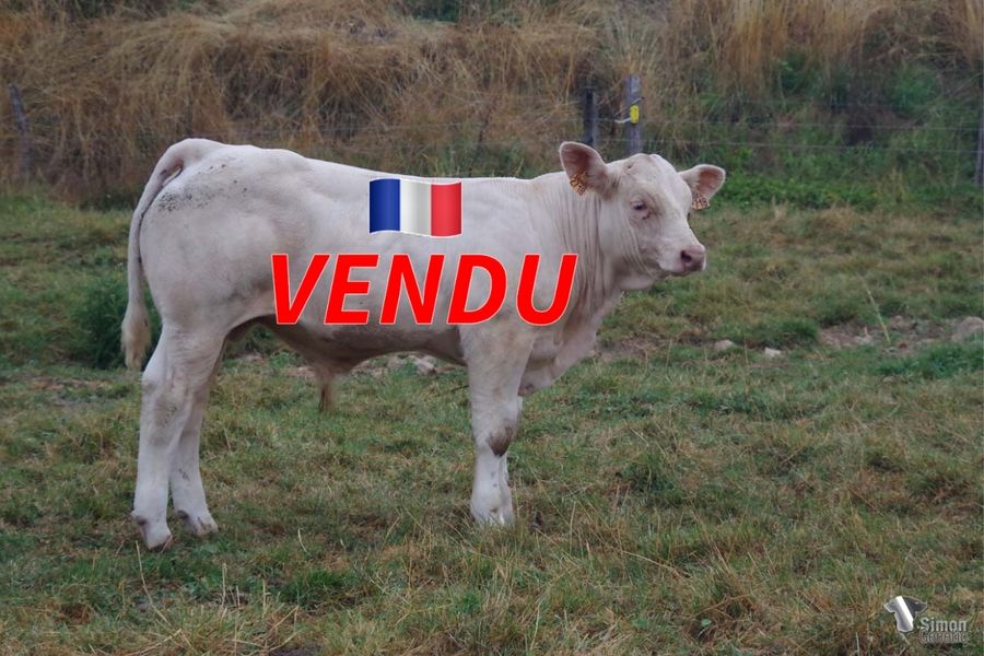 <b style="color:#FF0000">VENDU aux élevages BRUNEL (71 - France)</b><br /><b>TIAMIN</b><br />Né le : 01/03/2022<br /><b>"Un fils direct de la celèbre IAMINE (1er prix à Paris) sur la lignée DELPHINE !"</b><br />"A very famous IAMINE son (1st Prix in Paris) on the DELPHINE bloodline!"<br /><i>"¡Un hijo de la celebre IAMINE (Campeona en Paris) en el llinaje DELPHINE!"</i><br />"Un figlio della famosa IAMINE (1° Premio a Parigi) sulla linea DELPHINE!"<br /><img src="https://www.simongenetic.com/wp-content/uploads/2021/01/icon-pdf.png" /> <a class="img-wrap-spe" href="https://www.simongenetic.com/wp-content/uploads/2022/08/tiamindeb.pdf" target="_blank" rel="noopener">Pédigrée ici</a><br /><img src="https://www.simongenetic.com/wp-content/uploads/2021/02/icon-call.png" /> <a class="img-wrap-spe" href="https://www.simongenetic.com/contact?subject=TIAMIN-deboux" target="_blank" rel="noopener">Je veux être contacté par Simon Genetic</a><br />