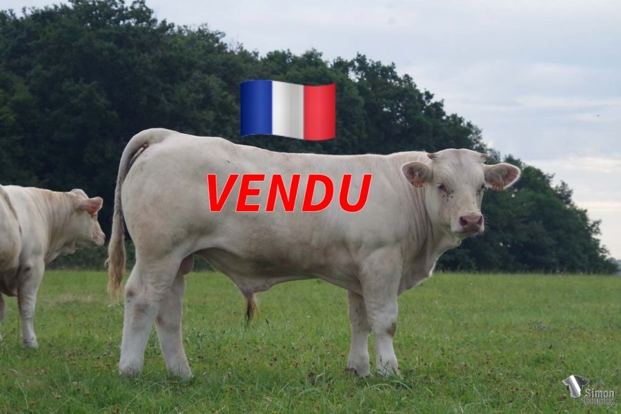 <b style="color:#FF0000">VENDU au GAEC DE LA CHABOISSIERE (86 - France)</b><br /><b>TIGER</b><br />Né le : 28/11/2021<br /><b>"Un fils d'OCEAN très long avec du dos et de la race. On retrouve la lignée IDYLLE qui ne se rate jamais : 110 en facilités de naissance en prime pour ce veau !"</b><br />"A very long son of OCEAN with a good back and lots of breed qualities. We can recognize the IDYLLE bloodline which never fails: and as a bonus, this calf has 110 in calving ease!"<br /><i>"Un hijo de OCEAN muy largo con una buena espalda y mucha raza. Encontramos el linaje IDYLLE que nunca falla: y como bonus, ¡este ternero tiene 110 en facilidades de parto!"</i><br /><img src="https://www.simongenetic.com/wp-content/uploads/2021/01/icon-pdf.png" /> <a class="img-wrap-spe" href="https://www.simongenetic.com/wp-content/uploads/2022/07/tigermon.pdf" target="_blank" rel="noopener">Pédigrée ici</a><br /><img src="https://www.simongenetic.com/wp-content/uploads/2021/02/icon-call.png" /> <a class="img-wrap-spe" href="https://www.simongenetic.com/contact?subj-obj=fidowllection2022-tigermon" target="_blank" rel="noopener">Je veux être contacté par Simon Genetic</a><br />