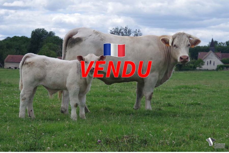 <b style="color:#FF0000">VENDU à CORDEBOIS Laurent et Pierre (18 - France)</b><br />
<b>TILLEUL</b><br />Né le : 24/04/2022<br /><b>"Quand je vous disais qu'Oeillette était bien suitée. Ce jeune mâle du 23 avril au détail prés a la même allure que PERTOBELO, son père."</b><br /><img src="https://www.simongenetic.com/wp-content/uploads/2021/01/icon-pdf.png" /> <a class="img-wrap-spe" href="https://www.simongenetic.com/wp-content/uploads/2022/07/tilleuldes.pdf" target="_blank" rel="noopener">Pédigrée ici</a><br /><img src="https://www.simongenetic.com/wp-content/uploads/2021/02/icon-call.png" /> <a class="img-wrap-spe" href="https://www.simongenetic.com/contact?subject=tilleul-dessauny" target="_blank" rel="noopener">Je veux être contacté par Simon Genetic</a><br />