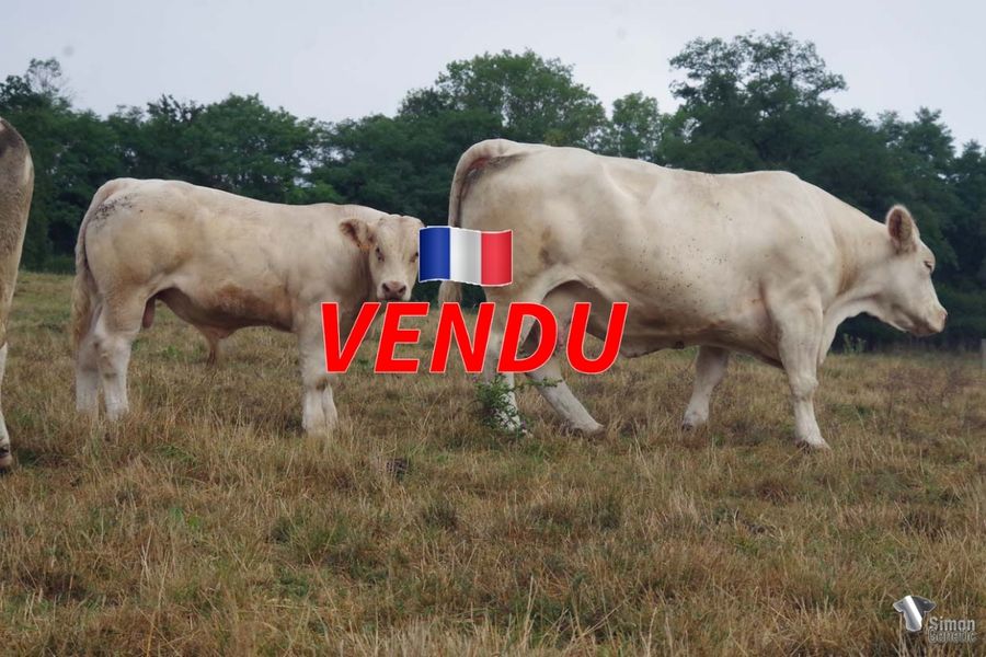 <b style="color:#FF0000">VENDU au GAEC DE GERMENAY (58 - France)</b><br /><b>TILLEUL</b><br />Né le : 18/01/2022<br /><b>"Le très joli frère de NEWLOOK avec de belles longueurs à l'image de sa mère HERBEA très impressionnante !"</b><br />"An interesting NEWLOOK brother with beautiful lengths as his impressive dam HERBEA!"<br /><i>"¡Un interesante hermano de NEWLOOK muy largo como su impresionante madre HERBEA!"</i><br />"Un interessante fratello di NEWLOOK con delle belle lunghezze come la sua impressionante madre HERBEA!"<br /><img src="https://www.simongenetic.com/wp-content/uploads/2021/01/icon-pdf.png" /> <a class="img-wrap-spe" href="https://www.simongenetic.com/wp-content/uploads/2022/08/tilleuldeb.pdf" target="_blank" rel="noopener">Pédigrée ici</a><br /><img src="https://www.simongenetic.com/wp-content/uploads/2021/02/icon-call.png" /> <a class="img-wrap-spe" href="https://www.simongenetic.com/contact?subject=TILLEUL-deboux" target="_blank" rel="noopener">Je veux être contacté par Simon Genetic</a><br />
