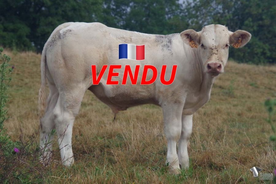 <b style="color:#FF0000">VENDU à M. SOULIER Maxime (58 - France)</b><br /><b>TIMUS</b><br />Né le : 24/02/2022<br /><b>"Un veau très fin de viande issu des sangs DELPHINE et BRESILIENNE !"</b><br />"A fine and beefy calf from DELPHINE and BRESILIENNE bloodlines!"<br /><i>"¡Un ternero con una carne fina y un origen DELPHINE y BRESILIENNE!"</i><br />"Un vitello carne e un’origine DELPHINE e BRESILIENNE!"<br /><img src="https://www.simongenetic.com/wp-content/uploads/2021/01/icon-pdf.png" /> <a class="img-wrap-spe" href="https://www.simongenetic.com/wp-content/uploads/2022/08/timusdeb.pdf" target="_blank" rel="noopener">Pédigrée ici</a><br /><img src="https://www.simongenetic.com/wp-content/uploads/2021/02/icon-call.png" /> <a class="img-wrap-spe" href="https://www.simongenetic.com/contact?subject=TIMUS-deboux" target="_blank" rel="noopener">Je veux être contacté par Simon Genetic</a><br />