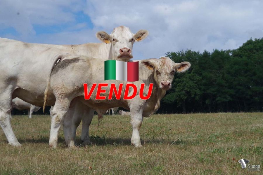 <b style="color:#FF0000">VENDU en Italie
</b><br />
<b>TIRAMISU</b><br />Né le : 04/01/2022<br /><b>"Un veau sans-cornes très complet et bien conformé issu de trois générations de taureaux à génisses qui assurent en plus un super renouvellement : NIAGARA, CHIC et FAVORI !"</b><br />"A very complete and beefy calf out of three generations of easy calving bulls ideal to renew the herd!"<br /><i>"¡Un ternero muy completo y conformado que proviene de tres generaciones de toros para novillas ideales para renovar el rebaño: NIAGARA, CHIC y FAVORI !"</i><br />"Un vitello polled completo e ben conformato che proviene da tre generazioni di tori parto facile e ottimi per produrre manze da rimonta: NIAGARA, CHIC e FAVORI!"<br /><img src="https://www.simongenetic.com/wp-content/uploads/2021/01/icon-pdf.png" /> <a class="img-wrap-spe" href="https://www.simongenetic.com/wp-content/uploads/2022/08/tiramisudeb.pdf" target="_blank" rel="noopener">Pédigrée ici</a><br /><img src="https://www.simongenetic.com/wp-content/uploads/2021/02/icon-call.png" /> <a class="img-wrap-spe" href="https://www.simongenetic.com/contact?subject=TIRAMISU-deboux" target="_blank" rel="noopener">Je veux être contacté par Simon Genetic</a><br />