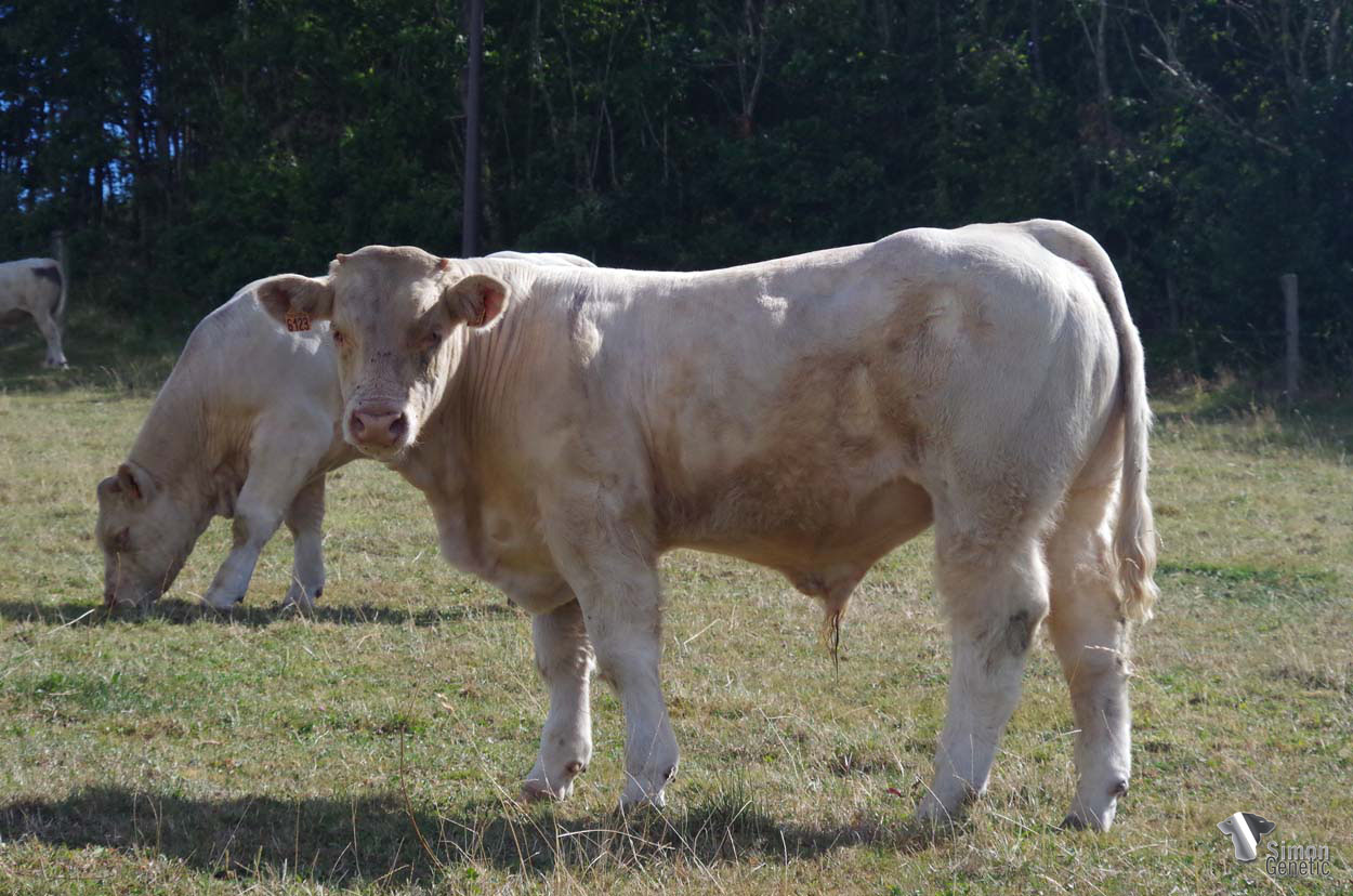 <b>TITAN</b><br />Né le : 04/12/2021<br /><b>"Un veau très harmonieux qui provient de grandes origines et d'une mère lourde et plaisante!"</b><br />"An harmonious calf from prestigious bloodlines and a beautiful, heavy mother!"<br /><i>"¡Un ternero armonioso con orígenes prestigiosos y una madre hermosa y pesada!"</i><br />"Un vitello armonioso con origini prestigiose e una madre bella e pesante!"<br /><img src="https://www.simongenetic.com/wp-content/uploads/2021/01/icon-pdf.png" /> <a class="img-wrap-spe" href="https://www.simongenetic.com/wp-content/uploads/2022/08/titandub.pdf" target="_blank" rel="noopener">Pédigrée ici</a><br /><img src="https://www.simongenetic.com/wp-content/uploads/2021/02/icon-call.png" /> <a class="img-wrap-spe" href="https://www.simongenetic.com/contact?subject=TITAN-Dubuis" target="_blank" rel="noopener">Je veux être contacté par Simon Genetic</a><br />