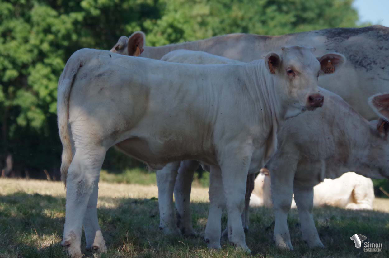 <b>TITANE</b><br />Née le : 14/02/2022<br /><b>"Une bonne femelle de type élevage fille de NEWMAN !"</b><br />"A very good breedy type heifer : a daughter of the very good NEWMAN!"<br /><i>"Una superba ternera de tipo élevage hija de NEWMAN"</i><br />"Una bellissima figlia di NEWMAN di tipo élevage!"<br /><img src="https://www.simongenetic.com/wp-content/uploads/2021/01/icon-pdf.png" /> <a class="img-wrap-spe" href="https://www.simongenetic.com/wp-content/uploads/2022/08/titanestar.pdf" target="_blank" rel="noopener">Pédigrée ici</a><br /><img src="https://www.simongenetic.com/wp-content/uploads/2021/02/icon-call.png" /> <a class="img-wrap-spe" href="https://www.simongenetic.com/contact?subject=TITANE-GAEC STAR 2000" target="_blank" rel="noopener">Je veux être contacté par Simon Genetic</a><br />