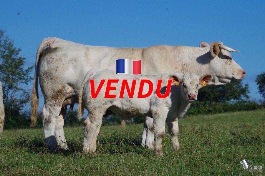 <b style="color:#FF0000">VENDU à M. BENAS Jean-Pierre (71 - France)</b><br /><b>TOCQUEVILLE</b><br />Né le : 02/03/2022<br /><b>"Les qualités de race de ses deux parents la puissance musculaire de PRODIGIEUX, la puissance squelettique d'ÉPICÉA et la touche de classe VODKA, pour ce veau puissant du mois de mars."</b><br /><img src="https://www.simongenetic.com/wp-content/uploads/2021/01/icon-pdf.png" /> <a class="img-wrap-spe" href="https://www.simongenetic.com/wp-content/uploads/2022/07/tocquevilldes.pdf" target="_blank" rel="noopener">Pédigrée ici</a><br /><img src="https://www.simongenetic.com/wp-content/uploads/2021/02/icon-call.png" /> <a class="img-wrap-spe" href="https://www.simongenetic.com/contact?subject=tocqueville-dessauny" target="_blank" rel="noopener">Je veux être contacté par Simon Genetic</a><br />