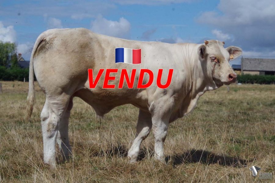 <b style="color:#FF0000">VENDU à M. HAGHEBAERT (58 - France)</b><br /><b>TOMY</b><br />Né le : 17/01/2022<br /><b>"Un veau fin et complet avec de l'envergure à l'image de la production de OLYMPIC !"</b><br />"A fine and complete calf with a good size like all his sire OLYMPIC progeny!"<br /><i>"¡Un ternero fino y completo con un buen tamaño como toda la la producción de su padre OLYMPIC!"</i><br />"Un vitello fine e completo con una buona taglia ad immagine della produzione di suo padre OLYMPIC!"<br /><img src="https://www.simongenetic.com/wp-content/uploads/2021/01/icon-pdf.png" /> <a class="img-wrap-spe" href="https://www.simongenetic.com/wp-content/uploads/2022/08/tomydeb.pdf" target="_blank" rel="noopener">Pédigrée ici</a><br /><img src="https://www.simongenetic.com/wp-content/uploads/2021/02/icon-call.png" /> <a class="img-wrap-spe" href="https://www.simongenetic.com/contact?subject=TOMY-deboux" target="_blank" rel="noopener">Je veux être contacté par Simon Genetic</a><br />