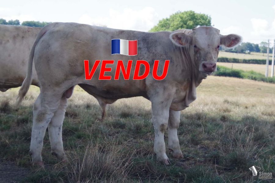 <b style="color:#FF0000">VENDU au GAEC LES VRIGNAIS (85 - France)</b><br /><b>TONNERRE</b><br />Né le : 01/01/2022<br /><b>"Une super gueule et de très belles lignes : un vrai NAPOLITAIN !"</b><br />"A good head and very nice lines: a really NAPOLITAIN!"<br /><i>"¡Un ternero con una buena cabeza y muy buenas lineas: un verdadero NAPOLITAIN!"</i><br />"Un vitello con una bella testa e belle forme: un vero NAPOLITAIN!"<br /><img src="https://www.simongenetic.com/wp-content/uploads/2021/01/icon-pdf.png" /> <a class="img-wrap-spe" href="https://www.simongenetic.com/wp-content/uploads/2022/08/tonnerredeb.pdf" target="_blank" rel="noopener">Pédigrée ici</a><br /><img src="https://www.simongenetic.com/wp-content/uploads/2021/02/icon-call.png" /> <a class="img-wrap-spe" href="https://www.simongenetic.com/contact?subject=TONNERRE-deboux" target="_blank" rel="noopener">Je veux être contacté par Simon Genetic</a><br />