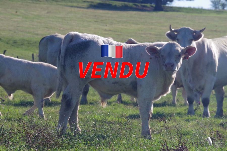 <b style="color:#FF0000">VENDU au GAEC BOILEAU (63 - France)</b><br /><b>TORONTO</b><br />Né le : 08/03/2022<br /><b>"Trois quart frère de SAINCAIZE, il bénéficie également de l'apport d'IROKOIS sur l'incontournable CHAROLAISE à la base de: TROIS MATS ( champion Junior National 2004, Olivier Corbin 61), FORMIDABLE (Gaec des Morillats Duvernoy 58), GRANDRIEU ( élevage Buteau 71), NIJINSKI (élevage Robin 85), ROCHEFORT (élevage Deroche 71), JANSAC (élevage Braud/ Laboisse 03), LEVIGNAC (Dessauny/ Gaillardon), Orignac ( Arnaud Adam 58)."</b><br /><img src="https://www.simongenetic.com/wp-content/uploads/2021/01/icon-pdf.png" /> <a class="img-wrap-spe" href="https://www.simongenetic.com/wp-content/uploads/2022/07/torontodes.pdf" target="_blank" rel="noopener">Pédigrée ici</a><br /><img src="https://www.simongenetic.com/wp-content/uploads/2021/02/icon-call.png" /> <a class="img-wrap-spe" href="https://www.simongenetic.com/contact?subject=toronto-dessauny" target="_blank" rel="noopener">Je veux être contacté par Simon Genetic</a><br />