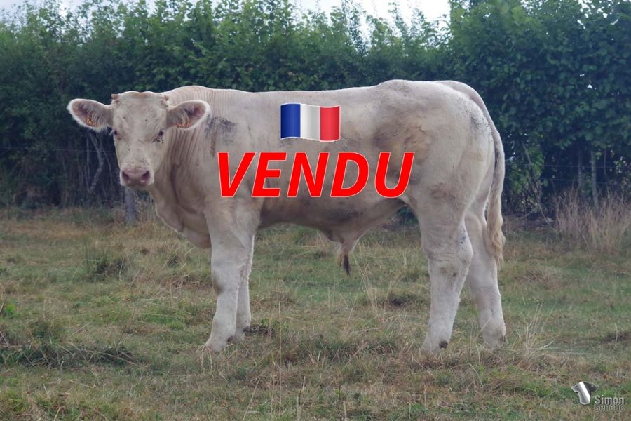 <b style="color:#FF0000">VENDU à M. CYRILLE Frédéric (58 - France)</b><br /><b>TOUDOU</b><br />Né le : 07/01/2022<br /><b>"Un futur super adulte avec un très bon dessus, un gros bassin et de la pousse : la lignée I LOVE YOU !"</b><br />"A promising bull with an excellent topline, a great pelvis and lots of growth potential: the I LOVE YOU bloodline!"<br /><i>"Un futuro toro con una excelente grupa, una gran pelvis y mucho crecimiento: ¡el linaje I LOVE YOU!"</i><br />"Un futuro toro con un’ottima linea dorso-lombare, un gran bacino e tanto accrescimento: la linea I LOVE YOU!"<br /><img src="https://www.simongenetic.com/wp-content/uploads/2021/01/icon-pdf.png" /> <a class="img-wrap-spe" href="https://www.simongenetic.com/wp-content/uploads/2022/08/toudoudeb.pdf" target="_blank" rel="noopener">Pédigrée ici</a><br /><img src="https://www.simongenetic.com/wp-content/uploads/2021/02/icon-call.png" /> <a class="img-wrap-spe" href="https://www.simongenetic.com/contact?subject=TOUDOU-deboux" target="_blank" rel="noopener">Je veux être contacté par Simon Genetic</a><br />