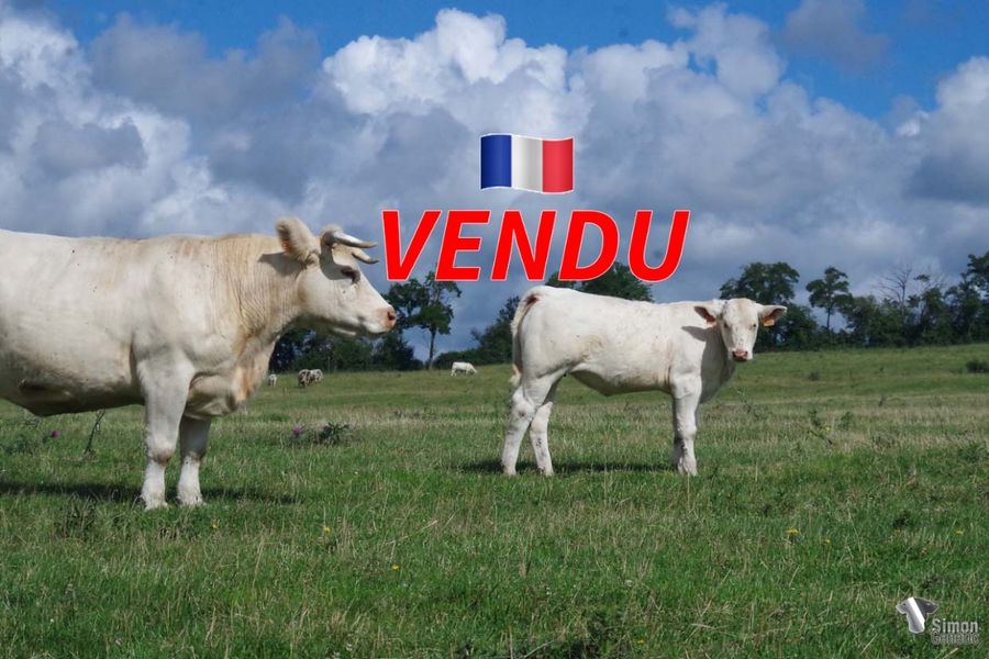 <b style="color:#FF0000">VENDU à l’Earl MENIERE Frédéric
(70 - France)</b><br />
<b>TOUNDRA II</b><br />Née le : 04/01/2022<br /><b>"La sœur de RASEPAMPA, par HACIENDA bonne continuatrice de STEPPE, à laquelle il convient de se reférer à la cowllection 2022. PROVINCIAL apporte un plus systématique en ce qui concerne le développement à toutes les lignées avec lesquelles il est croisé. In Vivo Toundra a meilleur tête au naturel."</b><br /><img src="https://www.simongenetic.com/wp-content/uploads/2021/01/icon-pdf.png" /> <a class="img-wrap-spe" href="https://www.simongenetic.com/wp-content/uploads/2022/07/toundraiides.pdf" target="_blank" rel="noopener">Pédigrée ici</a><br /><img src="https://www.simongenetic.com/wp-content/uploads/2021/02/icon-call.png" /> <a class="img-wrap-spe" href="https://www.simongenetic.com/contact?subject=toundraii-dessauny" target="_blank" rel="noopener">Je veux être contacté par Simon Genetic</a><br />