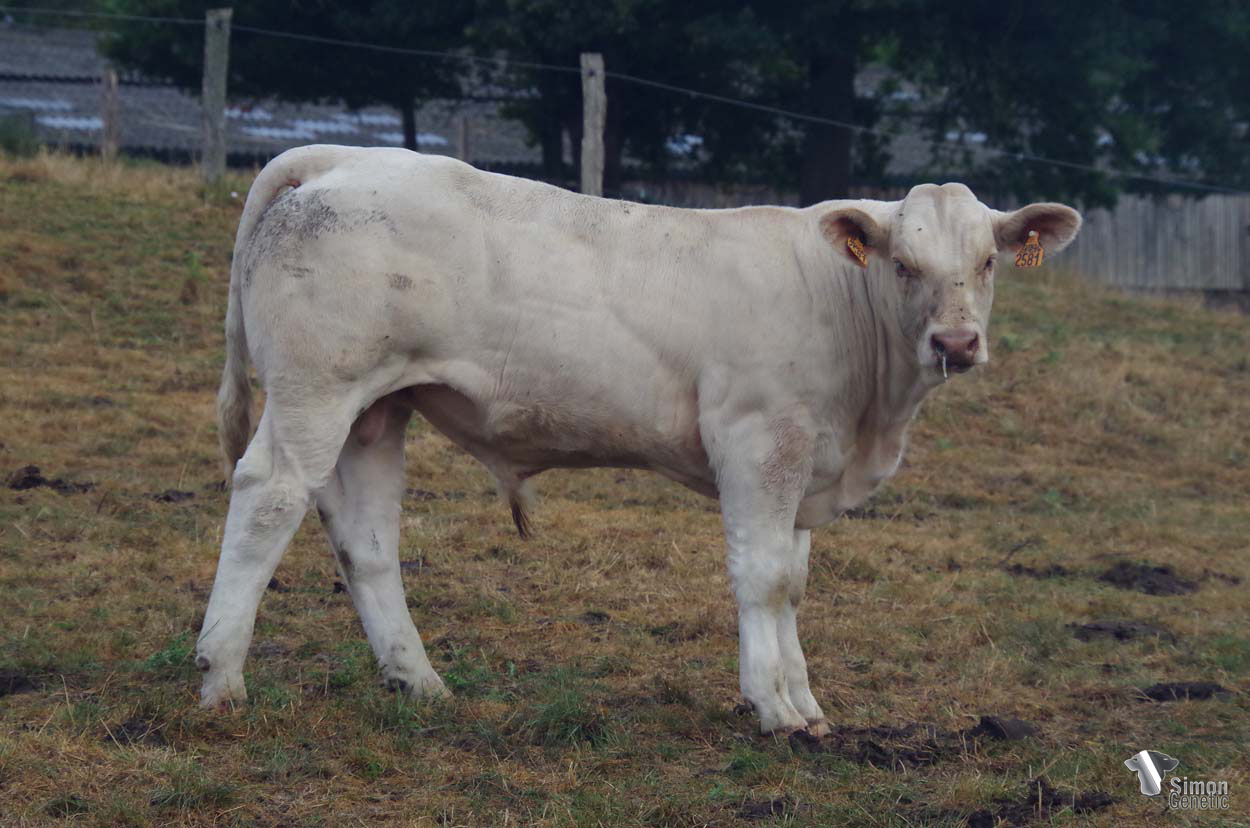 <b>TOY</b><br />Né le : 16/01/2022<br /><b>"Un très joli veau sans-corne du taureau à génisse de la maison qui donne entière satisfaction : NIAGARA !"</b><br />"A beautiful polled calf from a very satisfying easy calving bull: NIAGARA!"<br /><i>"Un hermoso ternero sin cuernos que proviene de un toro parto fácil muy bueno de la ganaderia : ¡NIAGARA!"</i><br />"Un bel vitello senza corna proveniente da un toro dell’allevamento parto facile di grande soddisfazione: NIAGARA!"<br /><img src="https://www.simongenetic.com/wp-content/uploads/2021/01/icon-pdf.png" /> <a class="img-wrap-spe" href="https://www.simongenetic.com/wp-content/uploads/2022/08/toydeb.pdf" target="_blank" rel="noopener">Pédigrée ici</a><br /><img src="https://www.simongenetic.com/wp-content/uploads/2021/02/icon-call.png" /> <a class="img-wrap-spe" href="https://www.simongenetic.com/contact?subject=TOY-deboux" target="_blank" rel="noopener">Je veux être contacté par Simon Genetic</a><br />