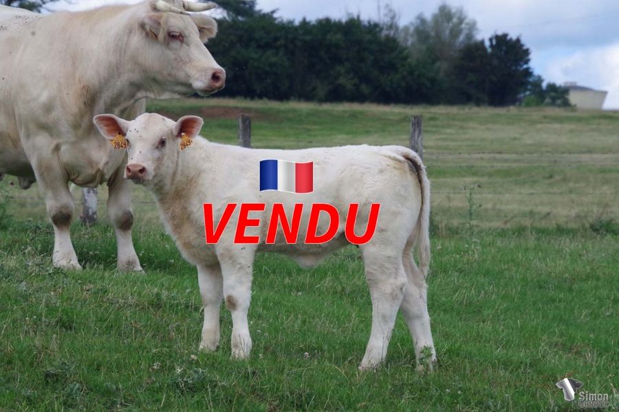 <b style="color:#FF0000">VENDU au GAEC NANOTTI (57 - France)</b><br /><b>TRACY MARY</b><br />Née le : 25/4/2022<br /><b>"Splendide fille de NAPOLÉO née dans l'élevage Yvon Laboisse par le raceur JAZZ (SCEA Jubert), est une magnifique descendante d'OLDMARY. Ses deux parents figurent sur les clichés précedents."</b><br /><img src="https://www.simongenetic.com/wp-content/uploads/2021/01/icon-pdf.png" /> <a class="img-wrap-spe" href="https://www.simongenetic.com/wp-content/uploads/2022/07/tracymarydes.pdf" target="_blank" rel="noopener">Pédigrée ici</a><br /><img src="https://www.simongenetic.com/wp-content/uploads/2021/02/icon-call.png" /> <a class="img-wrap-spe" href="https://www.simongenetic.com/contact?subject=tracymary-dessauny" target="_blank" rel="noopener">Je veux être contacté par Simon Genetic</a><br />