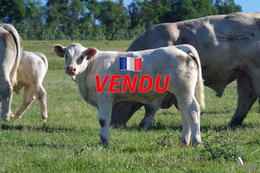 <b style="color:#FF0000">VENDU au GAEC NANOTTI (57 - France)</b><br /><b>TREMIERE</b><br />Née le : 08/02/2022<br /><b>"Le racé et l'équilibre de LENTILLE, la puissance de PRODIGIEUX d'une femelle de haut niveau à fort potentiel."</b><br /><img src="https://www.simongenetic.com/wp-content/uploads/2021/01/icon-pdf.png" /> <a class="img-wrap-spe" href="https://www.simongenetic.com/wp-content/uploads/2022/07/tremieredes.pdf" target="_blank" rel="noopener">Pédigrée ici</a><br /><img src="https://www.simongenetic.com/wp-content/uploads/2021/02/icon-call.png" /> <a class="img-wrap-spe" href="https://www.simongenetic.com/contact?subject=tremiere-dessauny" target="_blank" rel="noopener">Je veux être contacté par Simon Genetic</a><br />