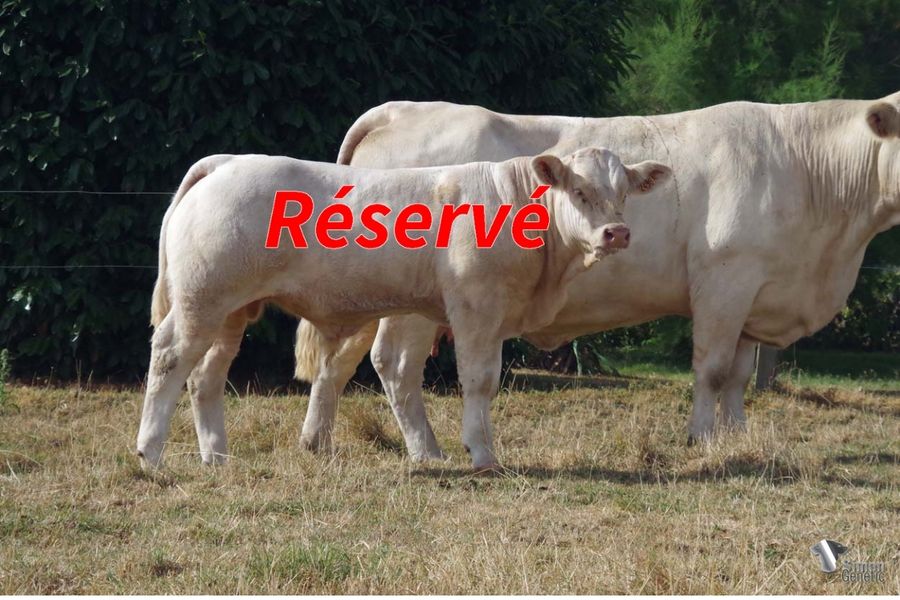 <b style="color:#FF0000">RESERVE VENTE AUTOMNE SG</b><br /><b>TRENET</b><br />Né le : 02/03/2022<br /><b>"Un vrai bon veau au pédigrée très facile d'utilisation !"</b><br />"A really good calf with an easy to use pedigree!"<br /><i>"¡Realmente un excelente ternero con un pedigrí fácil a utilizar!"</i><br />"Veramente un ottimo vitello dal pedigree facile da utilizzare!"<br /><img src="https://www.simongenetic.com/wp-content/uploads/2021/01/icon-pdf.png" /> <a class="img-wrap-spe" href="https://www.simongenetic.com/wp-content/uploads/2022/08/trenetdeb.pdf" target="_blank" rel="noopener">Pédigrée ici</a><br /><img src="https://www.simongenetic.com/wp-content/uploads/2021/02/icon-call.png" /> <a class="img-wrap-spe" href="https://www.simongenetic.com/contact?subject=TRENET-deboux" target="_blank" rel="noopener">Je veux être contacté par Simon Genetic</a><br />