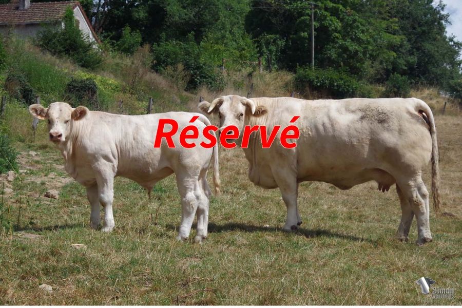 <b style="color:#FF0000">RESERVE VENTE AUTOMNE SG</b><br /><b>TRIOMPHE</b><br />Né le : 01/02/2022<br /><b>"Un super veau d'avenir issu d'une des bonnes vaches de la maison Deboux !"</b><br />"A great and promising calf son of one of the best cows of the Herd!"<br /><i>"Un gran ternero lleno de esperanza, hijo de una de las majoras vacas de la ganadería: ¡Deboux!"</i><br />"Un gran vitello pieno di speranze figlio di una vacca dell’allevamento: Deboux!"<br /><img src="https://www.simongenetic.com/wp-content/uploads/2021/01/icon-pdf.png" /> <a class="img-wrap-spe" href="https://www.simongenetic.com/wp-content/uploads/2022/08/triomphedeb.pdf" target="_blank" rel="noopener">Pédigrée ici</a><br /><img src="https://www.simongenetic.com/wp-content/uploads/2021/02/icon-call.png" /> <a class="img-wrap-spe" href="https://www.simongenetic.com/contact?subject=TRIOMPHE-deboux" target="_blank" rel="noopener">Je veux être contacté par Simon Genetic</a><br />