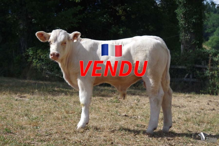 <b style="color:#FF0000">VENDU au GAEC CADOUX (89 - France)</b><br /><b>TRIOMPHE</b><br />Né le : 20/03/2022<br /><b>"Un veau d'avenir très intéressant issu d'un père qui raye sa descendance et d'une mère lourde et très fine de viande !"</b><br />"An interesting and promising calf from a father who marks his production and a heavy and beefy dam!"<br /><i>"¡Un ternero interesante y prometedor con un padre que deja su huella en su producción y una madre pesada y con mucha carne!"</i><br />"Un vitello interessante e promettente con un padre che marca la sua produzione ed una madre pesante e con molta carne!"<br /><img src="https://www.simongenetic.com/wp-content/uploads/2021/01/icon-pdf.png" /> <a class="img-wrap-spe" href="https://www.simongenetic.com/wp-content/uploads/2022/08/triomphedub.pdf" target="_blank" rel="noopener">Pédigrée ici</a><br /><img src="https://www.simongenetic.com/wp-content/uploads/2021/02/icon-call.png" /> <a class="img-wrap-spe" href="https://www.simongenetic.com/contact?subject=TRIOMPHE-Dubuis" target="_blank" rel="noopener">Je veux être contacté par Simon Genetic</a><br />