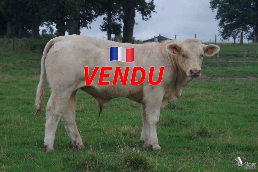 <b style="color:#FF0000">VENDU au GAEC DE GINE (71 - France)</b><br /><b>TROCADERO</b><br />Né le : 20/09/2021<br /><b>"Une lignée maternelle incroyable (DOROTHEE) en amont de ce veau très plaisant qui n'est autre que le frère de SUPERBELLE sortie en concours l'année dernière !"</b><br />"A beautiful calf that comes from an incredible maternal bloodline (DOROTHEE) that is none other than the brother of SUPERBELLE, in show last year!"<br /><i>"Un ternero precioso que proviene de un increíble linaje materno (DOROTHEE) y que no es otro que el hermano de SUPERBELLE, en concurso el año pasado!"</i><br /><i>"Un bel vitello proveniente da una incredibile linea materna (DOROTHEE) che altro non è che il fratello di SUPERBELLE, in concorso l'anno scorso!"</i><br /><img src="https://www.simongenetic.com/wp-content/uploads/2021/01/icon-pdf.png" /> <a class="img-wrap-spe" href="https://www.simongenetic.com/wp-content/uploads/2022/07/trocaderomarg.pdf" target="_blank" rel="noopener">Pédigrée ici</a><br /><img src="https://www.simongenetic.com/wp-content/uploads/2021/02/icon-call.png" /> <a class="img-wrap-spe" href="https://www.simongenetic.com/contact?subj-obj=trocadero-margotton" target="_blank" rel="noopener">Je veux être contacté par Simon Genetic</a><br />