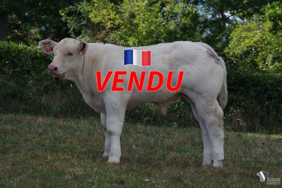 <b style="color:#FF0000">VENDU au GAEC GOUJAT (69 - France)</b><br /><b>TROCADERO</b><br />Né le : 31/05/2022<br /><b>"Le digne descendant d'un croisement prestigieux très plébiscité !"</b><br />"The worthy progeny of a prestigious and much appreciated cross!"<br /><i>"¡La digna descendencia de un prestigioso y apreciado cruce!"</i><br />"La degna discendenza di un incrocio prestigioso e molto apprezzato !"<br /><img src="https://www.simongenetic.com/wp-content/uploads/2021/01/icon-pdf.png" /> <a class="img-wrap-spe" href="https://www.simongenetic.com/wp-content/uploads/2022/08/trocaderodub.pdf" target="_blank" rel="noopener">Pédigrée ici</a><br /><img src="https://www.simongenetic.com/wp-content/uploads/2021/02/icon-call.png" /> <a class="img-wrap-spe" href="https://www.simongenetic.com/contact?subject=TROCADERO-Dubuis" target="_blank" rel="noopener">Je veux être contacté par Simon Genetic</a><br />