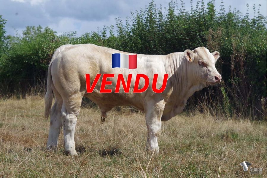 <b style="color:#FF0000">VENDU au GAEC RICHARD (85 - France)</b><br /><b>TROL</b><br />Né le : 04/02/2022<br /><b>"Un veau armé avec un gros quartier arrière issu du tout nouveau PAGNOL sur une mère très laitière !"</b><br />"An impressive calf with a big hindquarter from PAGNOL and a dam full of maternal traits!"<br /><i>"¡Un ternero imponente con una gran cuarto trasero que proviene de PAGNOL en una madre con mucha leche!"</i><br />"Un vitello imponente con un grosso bacino proveniente da PAGNOL su una madre con eccellenti qualità materne!"<br /><img src="https://www.simongenetic.com/wp-content/uploads/2021/01/icon-pdf.png" /> <a class="img-wrap-spe" href="https://www.simongenetic.com/wp-content/uploads/2022/08/troldeb.pdf" target="_blank" rel="noopener">Pédigrée ici</a><br /><img src="https://www.simongenetic.com/wp-content/uploads/2021/02/icon-call.png" /> <a class="img-wrap-spe" href="https://www.simongenetic.com/contact?subject=TROL-deboux" target="_blank" rel="noopener">Je veux être contacté par Simon Genetic</a><br />