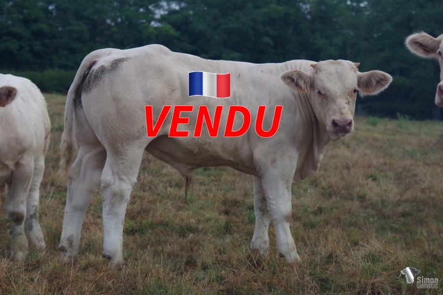 <b style="color:#FF0000">VENDU à M. SOULIER Denis (58 - France)</b><br /><b>TUCHE</b><br />Né le : 28/12/2021<br /><b>"Un veau bien planté avec du cul issu du très régulier NAPOLITAIN !"</b><br />"Un veau bien planté avec du cul issu du très régulier NAPOLITAIN !"<br /><i>"Un ternero imponente con una gran pelvis y un padre muy regular: ¡NAPOLITÁN!"</i><br />"Un vitello imponente e con un gran bacino con all’origine un padre molto regolare: NAPOLITAIN !"<br /><img src="https://www.simongenetic.com/wp-content/uploads/2021/01/icon-pdf.png" /> <a class="img-wrap-spe" href="https://www.simongenetic.com/wp-content/uploads/2022/08/tuchedeb.pdf" target="_blank" rel="noopener">Pédigrée ici</a><br /><img src="https://www.simongenetic.com/wp-content/uploads/2021/02/icon-call.png" /> <a class="img-wrap-spe" href="https://www.simongenetic.com/contact?subject=TUCHE-deboux" target="_blank" rel="noopener">Je veux être contacté par Simon Genetic</a><br />