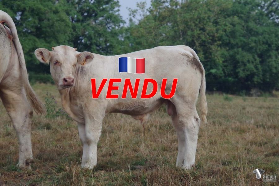 <b style="color:#FF0000">VENDU au GAEC DE BUSSY (58 - France)</b><br /><b>TUNING</b><br />Né le : 15/02/2022<br /><b>"Un fils d' OKAPI régulier issu d'un cumul d'origines maternelles très développés !"</b><br />"A well-balanced OKAPI son out of highly developed maternal bloodlines!"<br /><i>"¡Un hijo muy equilibrado de OKAPI que proviene de una combinación de líneas de sangre maternas muy desarrolladas!"</i><br />"Un figlio di OKAPI equilibrato prodotto da una combinazione di linee di sangue materne molto sviluppate!"<br /><img src="https://www.simongenetic.com/wp-content/uploads/2021/01/icon-pdf.png" /> <a class="img-wrap-spe" href="https://www.simongenetic.com/wp-content/uploads/2022/08/tuningdeb.pdf" target="_blank" rel="noopener">Pédigrée ici</a><br /><img src="https://www.simongenetic.com/wp-content/uploads/2021/02/icon-call.png" /> <a class="img-wrap-spe" href="https://www.simongenetic.com/contact?subject=TUNING-deboux" target="_blank" rel="noopener">Je veux être contacté par Simon Genetic</a><br />