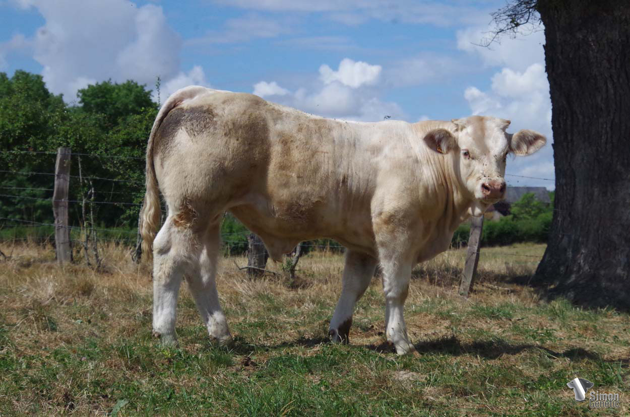 <b>TURBAN</b><br />Né le : 22/12/2021<br /><b>"Un veau né tout petit qui évolue très bien : un fils de MOTUS largement confirmé sur les génisses !"</b><br />"A well-developed calf born very small from the very easy calving bull MOTUS!"<br /><i>"Un ternero nacido pequeño que se ha desarrollado bien: ¡un hijo de MOTUS, garantizado para las novillas!"</i><br />"Un vitello nato piccolo che si è ben sviluppato: un figlio di MOTUS, garantito per manze!"<br /><img src="https://www.simongenetic.com/wp-content/uploads/2021/01/icon-pdf.png" /> <a class="img-wrap-spe" href="https://www.simongenetic.com/wp-content/uploads/2022/08/turbandeb.pdf" target="_blank" rel="noopener">Pédigrée ici</a><br /><img src="https://www.simongenetic.com/wp-content/uploads/2021/02/icon-call.png" /> <a class="img-wrap-spe" href="https://www.simongenetic.com/contact?subject=TURBAN-deboux" target="_blank" rel="noopener">Je veux être contacté par Simon Genetic</a><br />